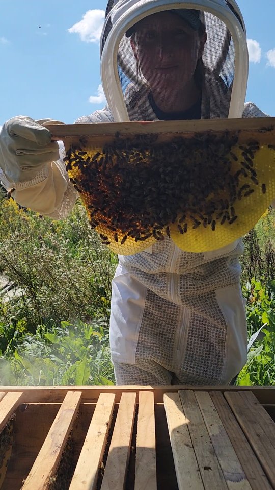 Come check our honeybees with me!
This is the swarm that we caught a couple of months ago. So far, so good! The goldenrod bloom has been great for them. Lots of brood, and we have a few bars that are heavy with honey. It's always such a highlight to crack the lid to peek at these gals! @ashover_89 and I will be adding another late season swarm to this hive tomorrow, which will only increase the colony's odds of survival this winter.
Learning and learning every day. How lucky are we?