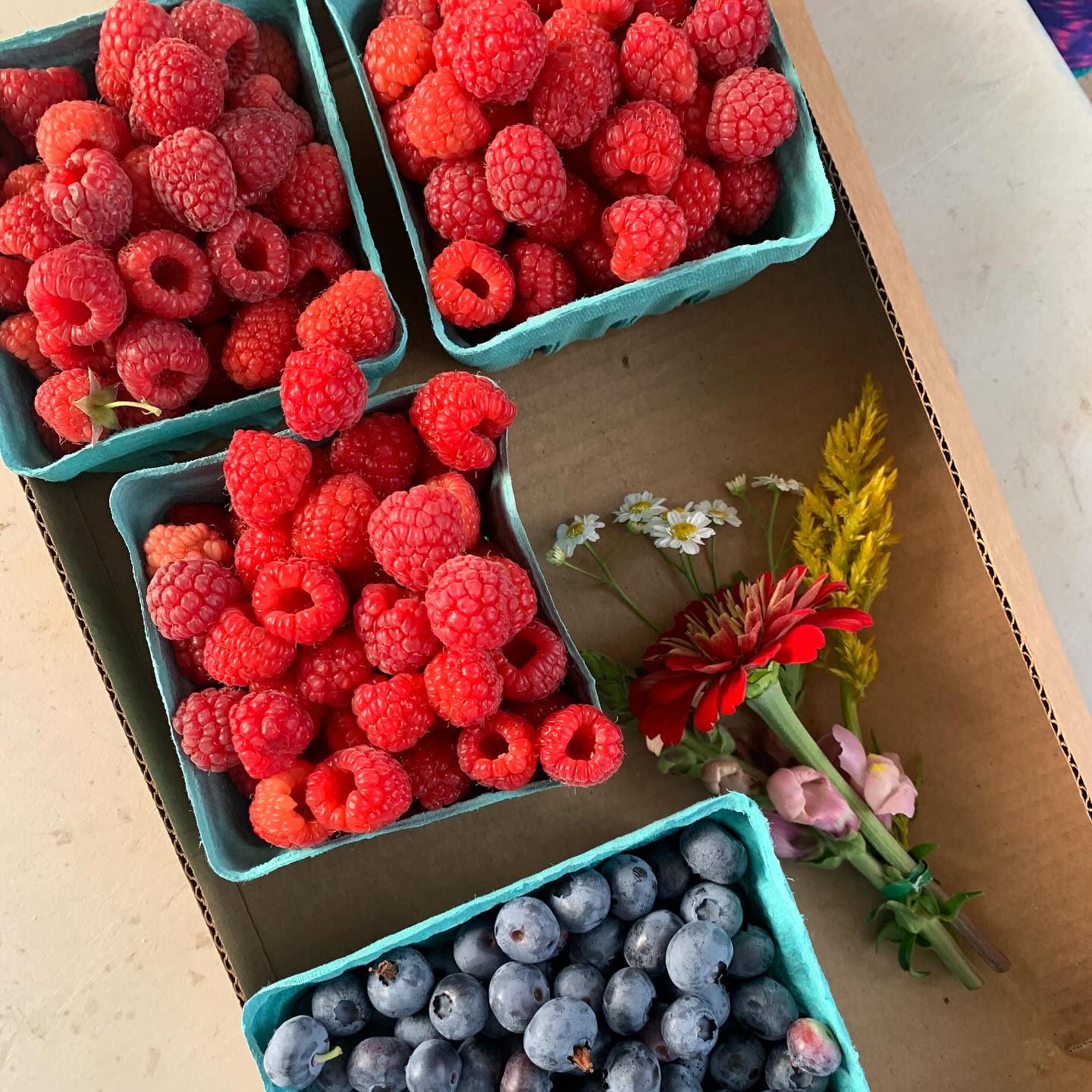 🍓 Summer Fun Berry Picking
Summers taste like sunshine and fresh berries. ☀️🍓 We had the best time at @gossberryfarm, soaking up community spirit and exploring Maine’s local produce scene. Fresh ingredients = fresh inspiration!
