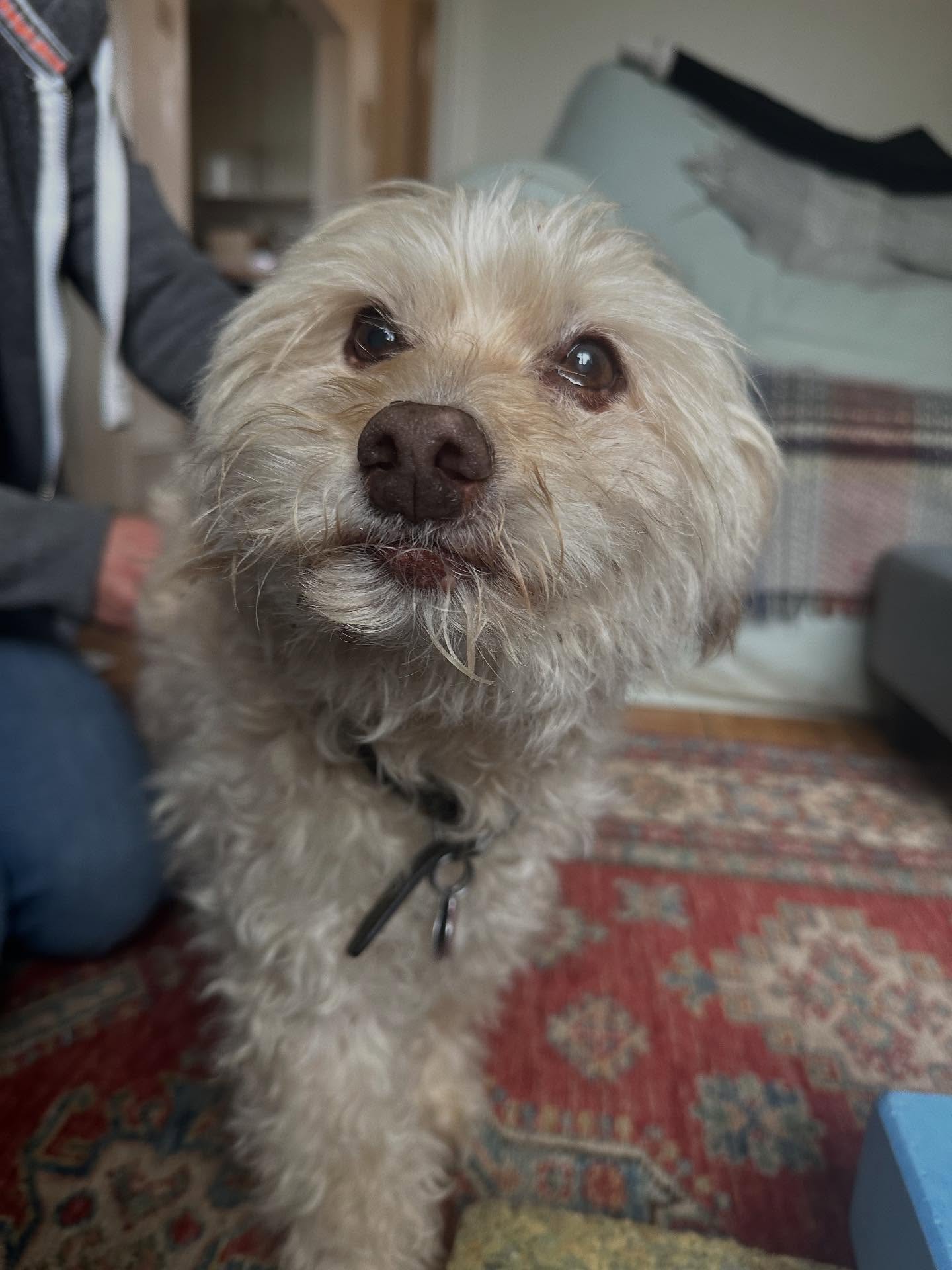 Sweet boy Pablo 🐾
Would you believe that Pablo is 16?! 😮
This older gentleman has regular physiotherapy to maintain his mobility and comfort to keep deterioration at bay!
Pablo has responded vey well to his treatments and manages to complete home exercises with his owners each day to keep him as strong as possible. Well done Pablo 👏