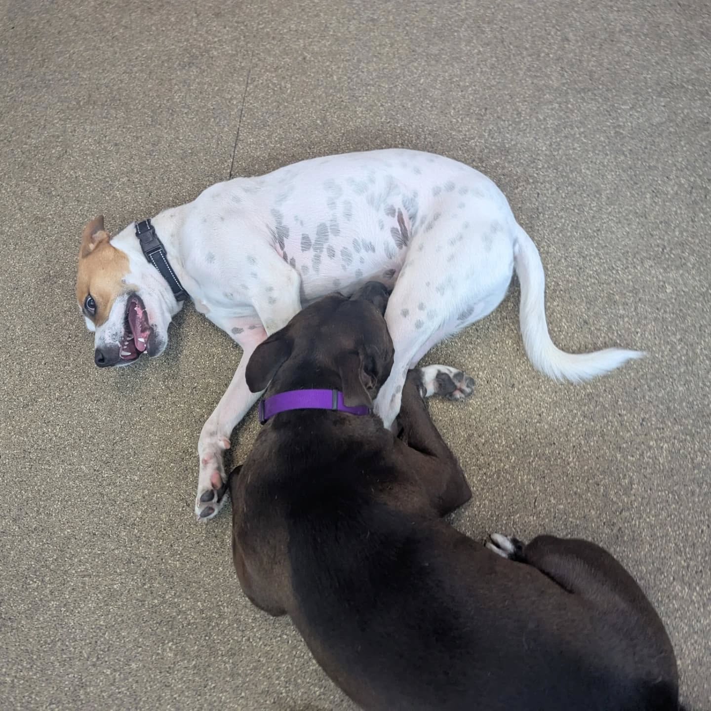 Nothing beats the smiles, snuggles, and tail wags we capture in our dog day care pictures 🐾 Every photo tells the story of happy pups making friends, learning, and having the time of their lives at PANT! 📸
#DogDayCarePictures #PantDogCenter #HappyDogsDaily #PuppyPlaytime #SafeDogPlay #DogLoversCommunity