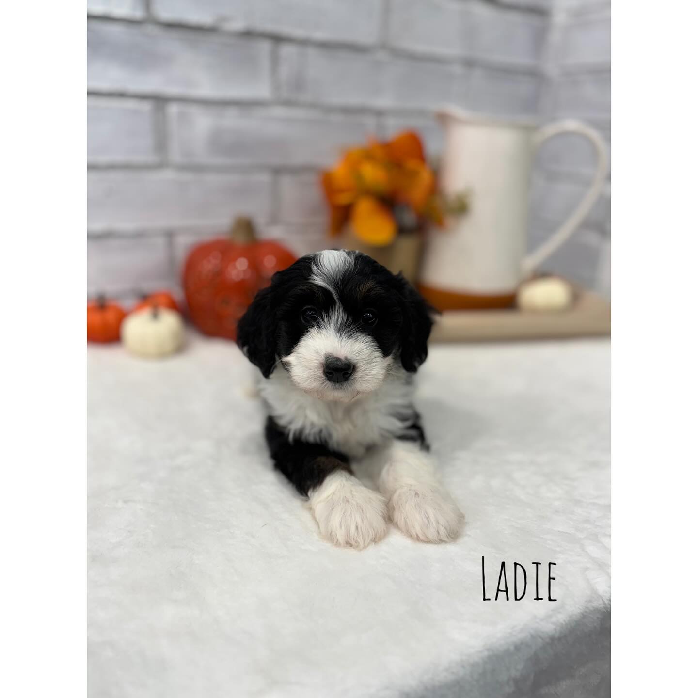 Zoey’s puppies are 6 weeks old…. Please contact me for availability or visit staroftheseadoodles.com #bernedoodles #bernedoodlepuppy #bernedoodlesofinstagram #bernedoodlepuppies #bernedoodlelove #minibernedoodle #puppylove #puppiesofinstagram #dogsofinstagram #doodlepuppy #bernedoodlelife #tricolorbernedoodle #puppylife #floridabernedoodle #florida #dogsofflorida #berdoodlesofnorthflorida #northflorida