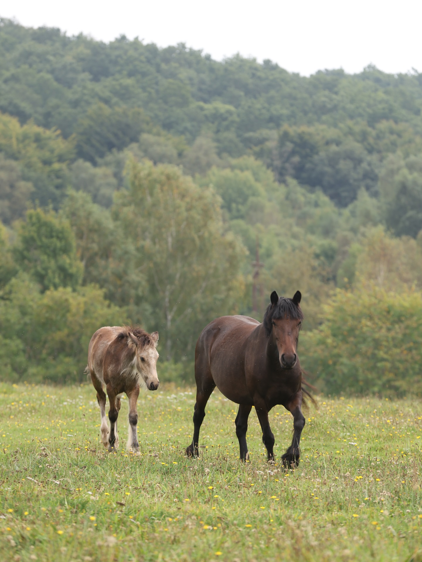 Anna og Honey🥹🤎🍯