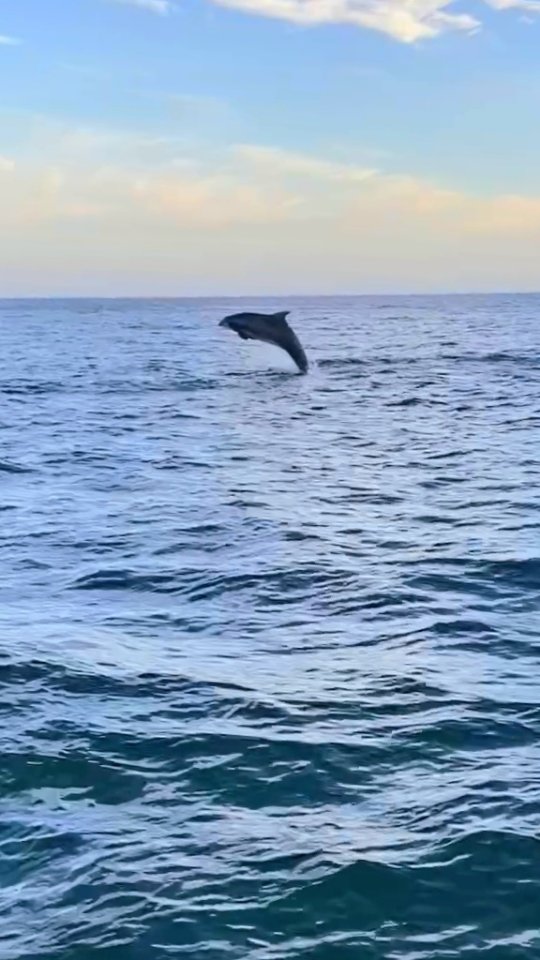 Take a swim in the clear, calm waters, then enjoy the return trip with a chance to see dolphins along the way.
Book your trip — website in bio or send us a DM.
Faça um mergulho em águas cristalinas e calmas e, no regresso, aproveite a oportunidade de ver golfinhos pelo percurso.
Reserve o seu passeio — Site na bio ou envie-nos uma mensagem.