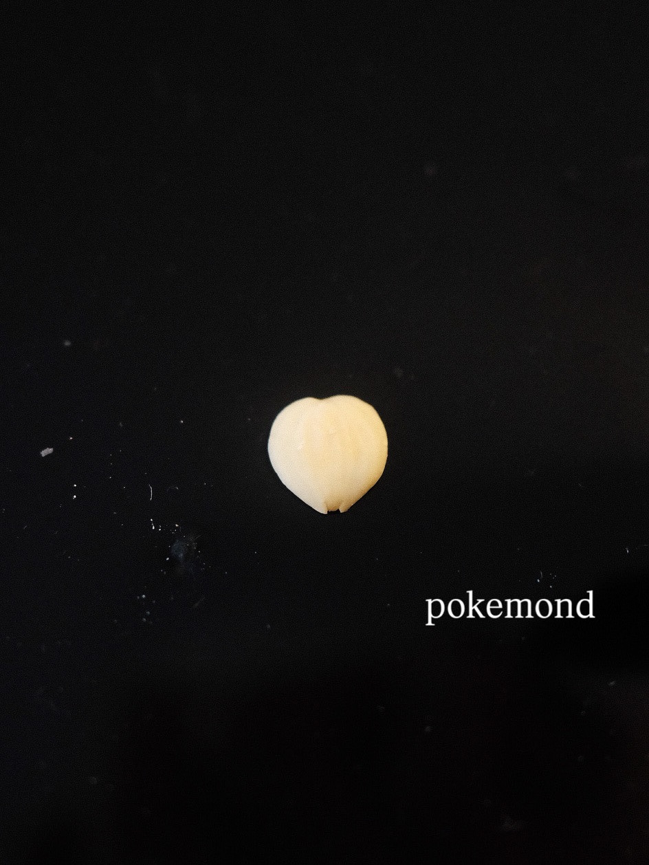 A bittersweet childhood memory in the form of a kernel spikes my dopamine everytime it brushes my senses.
Almond (杏仁 - hang jan) in the Chinese culture has an aromatic scent originating from an apricot kernel, much different from the almond tree in Western culture. Both versions are often confused due to the linguistic blend of the term “almond”. Upon further digging, both actually stem from the same Prunus species family tree.
Like a Pokémon, 杏仁 comes in two different forms, the sweet south kernel (南杏 - naam hang) and the bitter north kernel (北杏 - bal hang). Cantonese culinary often finds the sweet almond flooding the sweet tooth with a variety of offerings, from the iconic silky almond tofu to the crispy almond cookie. In eastern medicine, the bitter almond is cautioned in isolated use due to its level of toxicity (type of cyanide - yikes). Often used exclusively as an essential oil. However, when 南杏 and 北杏 are combined in forms of medicine and soup, gone is the civil war and welcomed is a beneficial yin and yang flow that moistens the lungs and alleviates respiratory symptoms.
When the breath is easier, your soul is sweeter..
#scentoftheweek #autumn #momentofscent #xentomento #almond #pokemon