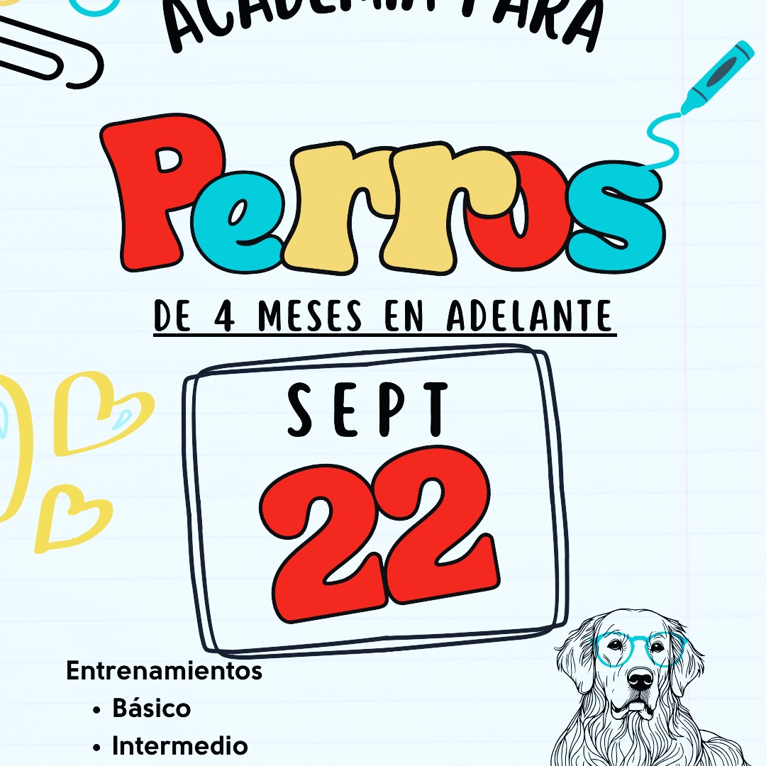 Durante dos semanas completas, su perro compartirá con nosotros mientras trabajamos en:
✅ Los cinco comandos esenciales
✅ Caminatas tranquilas sin halar la correa
✅ Y cualquier comportamiento específico que necesiten mejorar 🐶
Este programa está diseñado para ayudarles a construir una relación más clara, equilibrada y disfrutable con su perro, en un ambiente estructurado y de mucho respeto. 🌟
📅 Los espacios son limitados — reserva tu espacio hoy mismo.
**WhatsApp 787-232-5994
Será un gusto tener a su perro con nosotros. 💛
#caribbeancanineacademy #puertorico #carolinapr #entrenamientodeperros #dogtraining #clasesparaentrenador #trainthetrainer #perrospr #perros #dogs #dogsofinstagram #canine #k9 #puppy #puppies #puppiesofinstagram #cachorros #cachorrosdoinstagram