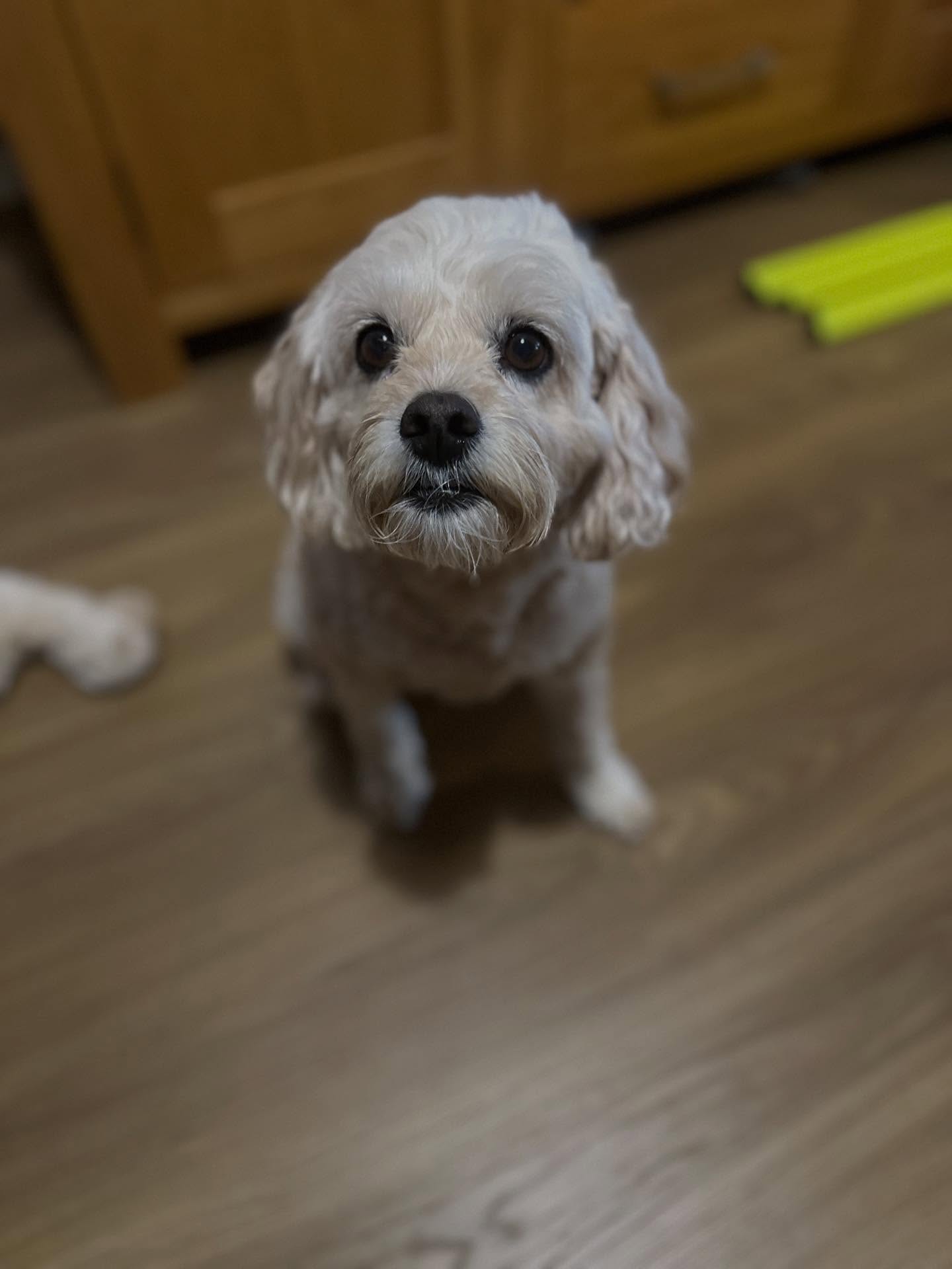 How sweet is Laika? 🥰
This lovely lady had her physio check-in this week as part of her maintenance plan as she gets older.
Laika loves her massages and has great fun following treats for her exercises! 🐾
