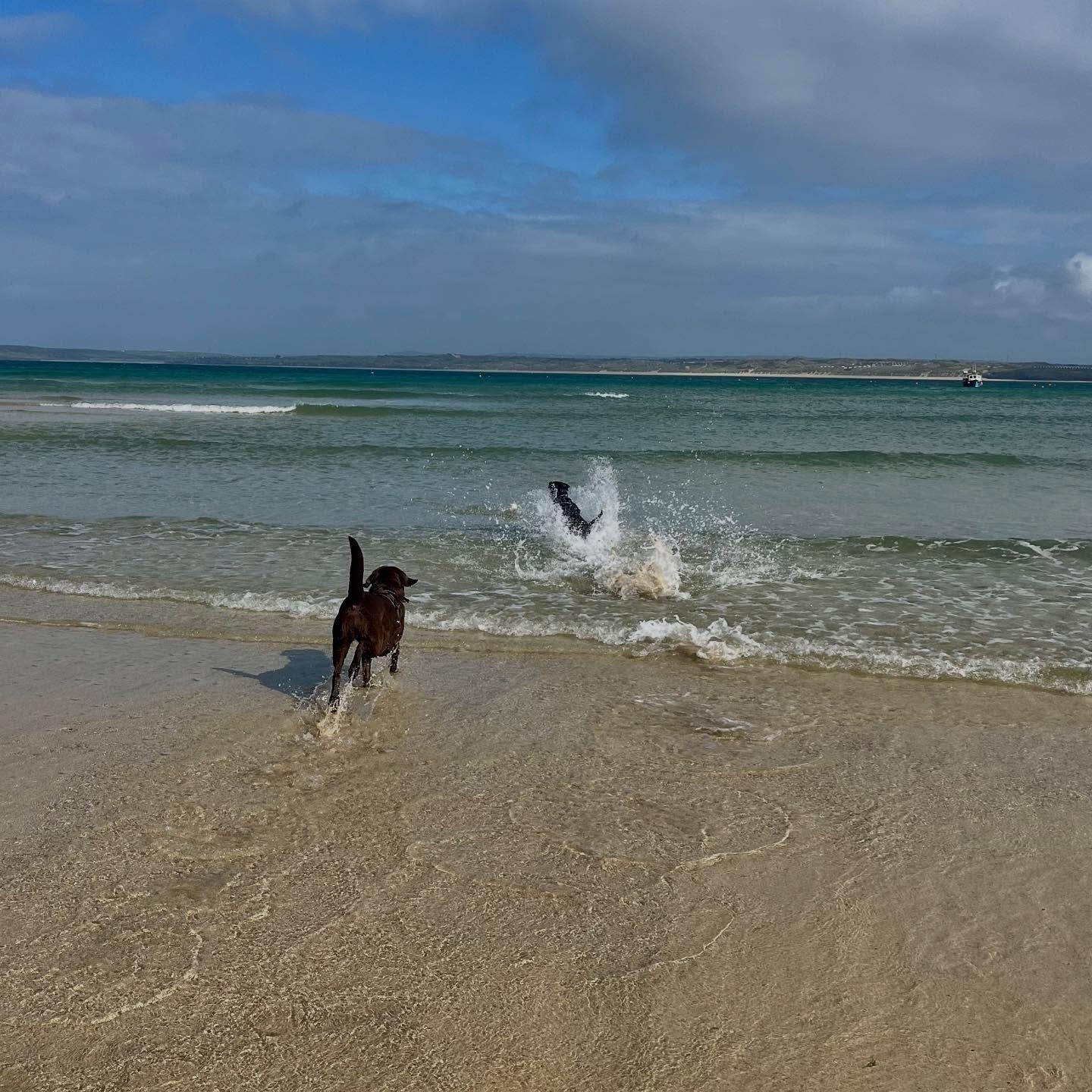 Two very different labrador styles of entering the sea.
Dora (left) - a cool calm and collected trot
Nelly (right) - a hell for leather full immersion body surf