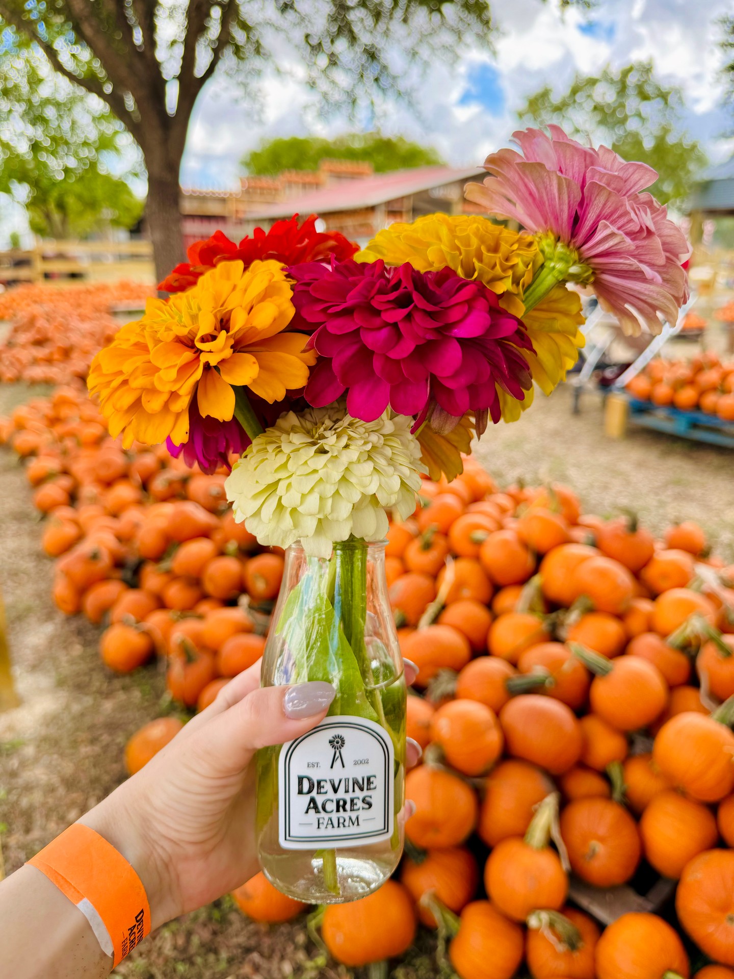 🚨 Time is running out! Our Fall Kick-Off Sale ends Thursday, unless we sell out first! devineacresfarm.com/fall-admission
And market your calendars for opening day: September 27!
