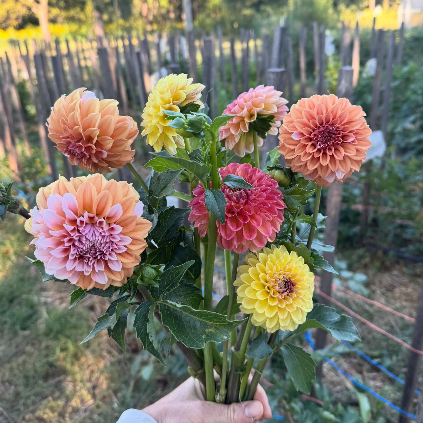 Last call to sign up for the 4 week fall Dahlia share! We’ll start next Friday September 19th and continue with Friday Dahlia bouquet deliveries to the following locations through Friday October 10th!
@themercva
@lovettsvillemarket
@cowbellkitchen
@cornerstoreva
@handmade_by_lmac
@far_bungalow_farm
Support your local flower farmer (me!) by signing up at the #linkinbio
#flowerfarmer #farmerflorist #loudouncounty #localflowers #sustainableflowers #grownnotflown #farmfresh #dahlias #fallflowers #seasonalflowers