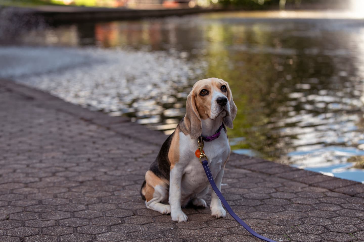One reason you shouldn't book me as your celebrant:
🙅🏻♀️ You have a beautiful dog and you DO NOT want to include them in your day.
I might not be the celebrant for you, because if you tell me about them, or show me photos, I'm probably going to beg you to bring them along 🥹
Daphne was the goodest girl at Sam and Marvin's wedding!
The beautiful team at @happyhoundspetservices_ looked after her so well - she was spoilt, loved and lots of photos taken to document her big day out!
In all seriousness though - if your dog isn't as well-behaved as Daphne, or they are unable to attend for other reasons, maybe we can plan our paperwork meetings to be somewhere dog friendly? Please? 🤣
Photos from lucaskrausphotography
And @happyhoundspetservices_