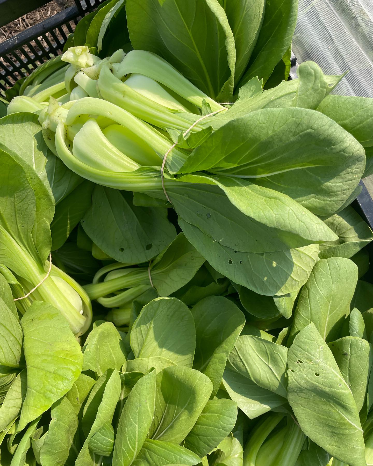 Tomorrow at @farmersmarketatsandpoint we have our epic deal of two heads of lettuce for just $6 and same for delicious baby bok Choi! Come by and get all the yummy food! Hope to see you tomorrow 😊