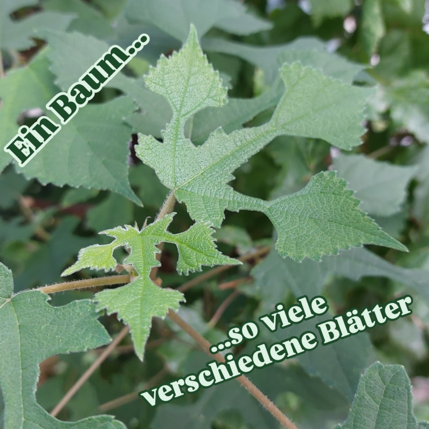 Da könnte man meinen die Blätter sind angefressen worden.
Der Papiermaulbeerbaum zeigt seine Blätter in so unterschiedlichen Ausformungen.... faszinierend 🤩
Er ist bei uns schon gut winterhart... und verbreitet sich.
#Papiermaulbeerbaum #broussonetiapapyrifera #bäumeinwien #blattschönheit #verenas_pflanzentanz #pflanzenbegegnungen #bäumeinderstadt #Baum #baumpersönlichkeit #besonderebäume #besonderepflanzen