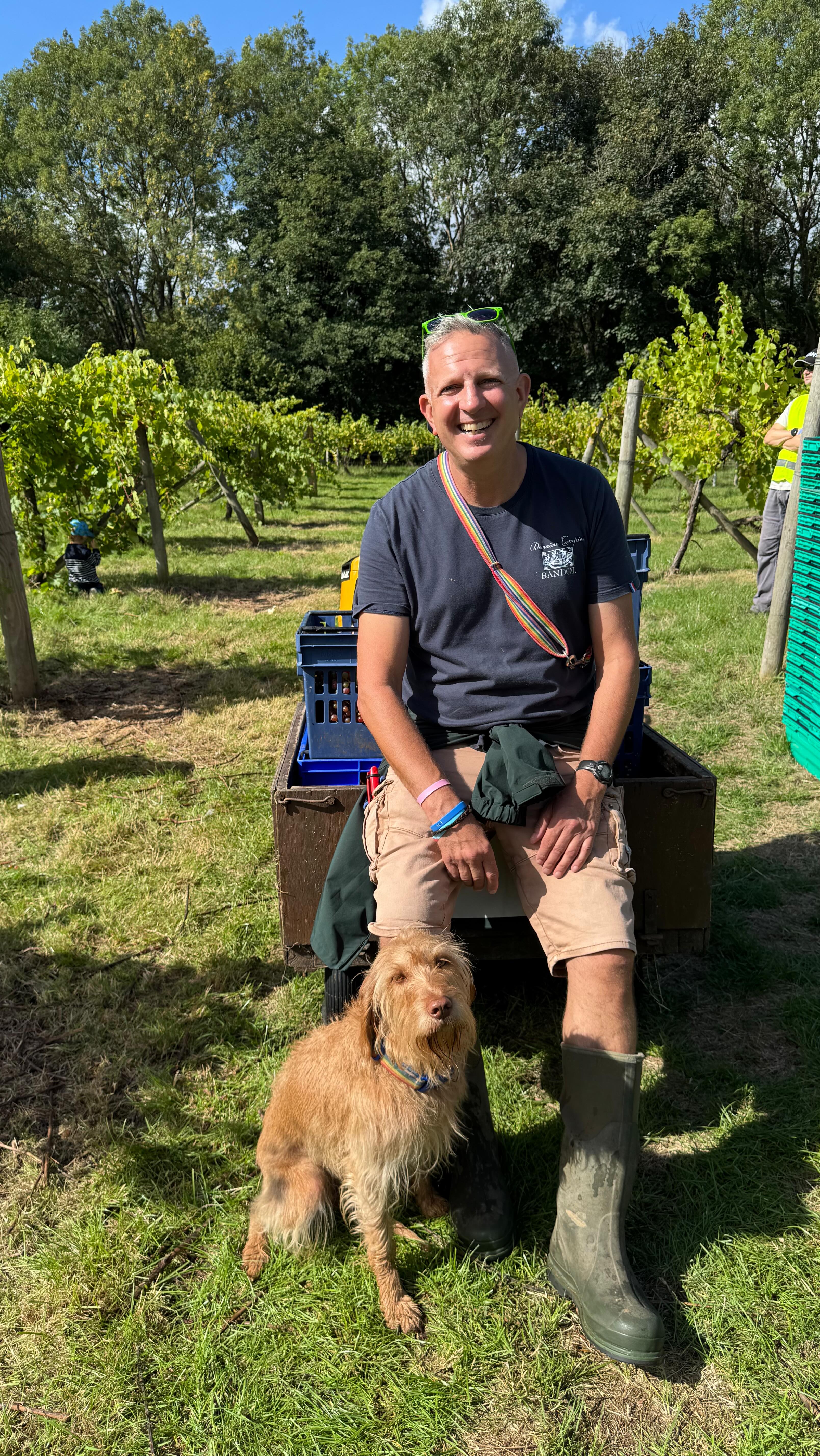 THE WHITE GRAPE THAT THINKS ITâS A RED GRAPE đ đ
Ladies and gentlemen let me introduce you to the strangest, rarest and most delicious grape variety in England -Schönburger
UNICORN ALERT! đŠ
Have you ever tried Schönburger?
Chances are you havenât come across much Schönburger, its plantings are limited to Germany, the Pacific North West and the UK, and in this country
even those British vineyards that nurtured and maintained their German cross, heritage grape varieties from the 70s, 80s and 90s (such as Madeline Angevine, Reichensteiner and Seyval Blanc) often ended up pulling out their Schönburger because itâs a very difficult variety to grow. Highly susceptible to powdery mildew, a magnet for wasps and with a very narrow picking window from when it becomes ripe (and turns pink) to the acid rapidly dropping out.
Itâs the rarest of the rare heritage varieties, it is the ultimate unicorn, the last of the dinosaurs, The Grape That Lived.
And how does it taste? AMAZING! đ
Along with Siegerrebe it is the most highly aromatic of the UK heritage grape varieties, but where Siegerrebe is all teenage girl perfume and car air freshener (think the worst bits of viognier) Schönburger is all rose petals and turkish delight (think the best bits of gewĂŒrztraminer)
How does it look?
BEAUTIFUL! âš
Like GewĂŒrztraminer the grapes change from green to pink on the vine when they are ready to pick, and look stunning đ
Thank you Sophie and Ryan at Bow in the Cloud , a 3 acre âgarden vineyardâ planted in 1992 to Bacchus, Seyval Blanc and Schönburger, about a third each. The 16 rows of Schönburger, representing about one acre, is the largest extant planting Iâve come across in the UK. And if you know otherwise, prove me wrong!
Thanks also to the amazing community group of friends and neighbours who came to pick, and the wonderful hospitality, snacks and lunch provided. Next level fancy biscuits!
Over 1000 miles driven in the last 72 hours, the glamorous side of winemaking, stick a fork in me, Iâm done! đïž đ€ âŹïž đ„
@lost_in_a_field @bowinthecloudvineyard
#frolicpĂ©tnat #englishpĂ©tnat #BRĂT-NAT #heritagevarieties #natural #notshit #drinktheđ