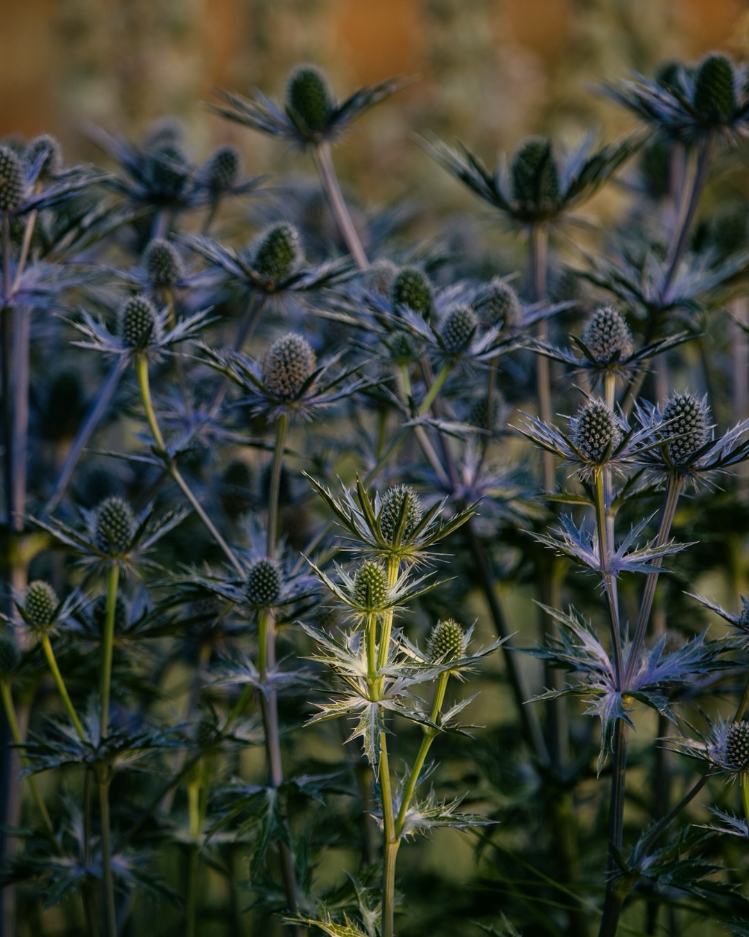 We love Eryngium in the studio, here it is in some of our clients gardens and this is why we love it!
These sculptural plants are striking and bold choices for any planting scheme, whether it’s a long border or a sunny gravel garden.
Eryngium provide months of summer interest, offering pollinators a rich source of nectar.
Once the flowers have faded, the seed heads are invaluable when left to stand, for invertebrates looking for shelter over winter.
These show stoppers are best suited to poor or sandy soils with full sun, and will become drought tolerant once they have become established, which means they are perfect for a climate-resilient garden!
Their natural wind tolerance makes them ideal for coastal gardens, but they also work brilliantly alongside prairie-style planting and naturalistic planting schemes.
Eryngium planum produce clouds of vibrant blue flowerheads, with sharp structural bracts and leaves. Eryngium giganteum are a ghostly white variety, that catch the evening light beautifully.
This beautiful species works well with grasses such as Stipa gigantea, and perennials such as Achillea millefolia, Verbena bonariensis and Echinacea pallida.
As designers, we value plants that work hard in the landscape, and Eryngium delivers on aesthetics, resilience and habitat creation all at once.
⸻
ABOUT: Joe Perkins Design is a multi-award-winning landscape design consultancy, creating innovative outdoor spaces that celebrate the environment, wildlife, and biodiversity. Working across the UK and internationally, we partner with clients who share our passion for sustainable and visionary design. Discover more about our work at: www.joeperkinsdesign.com