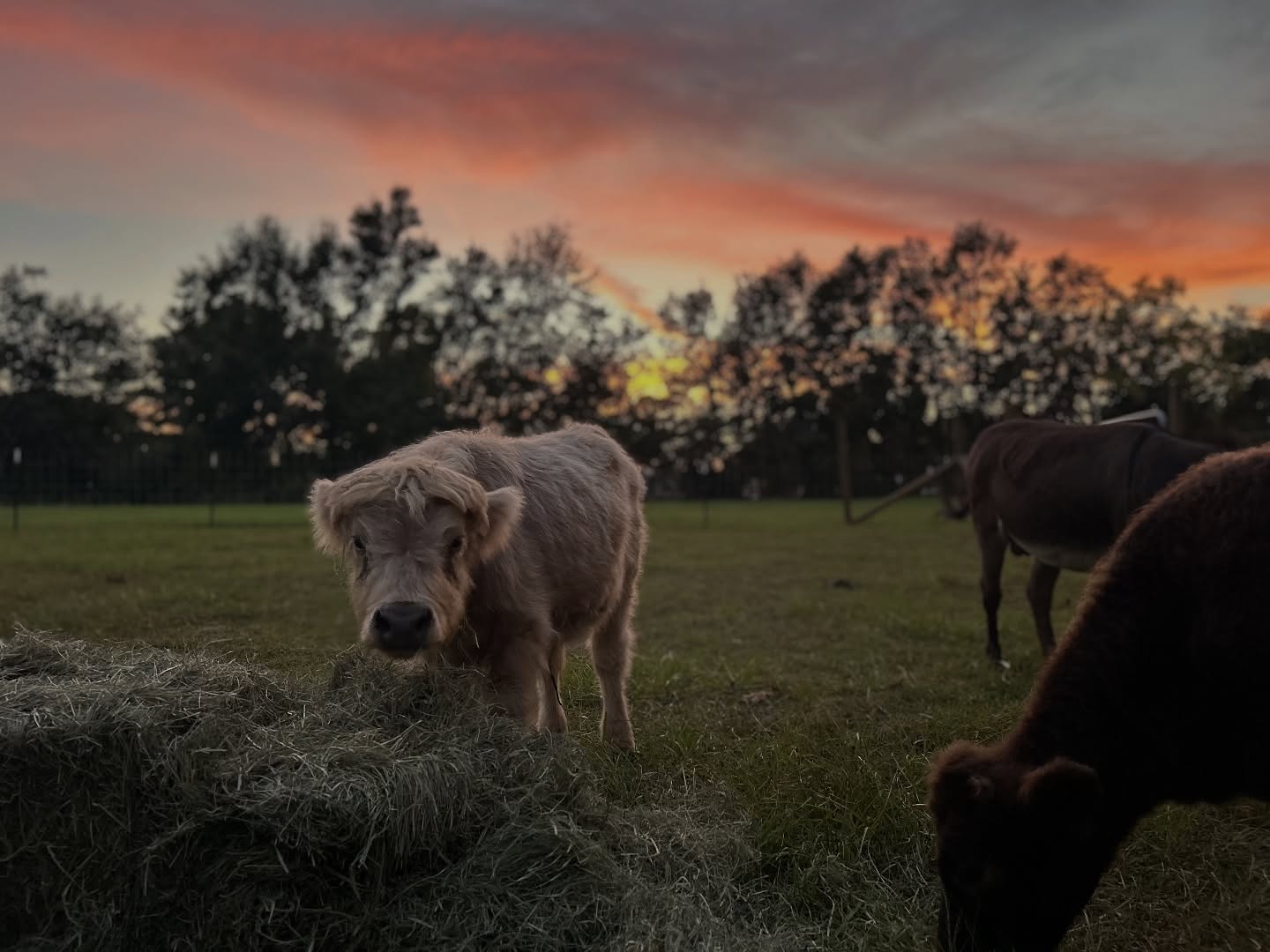 There is so much hurt and hate in the world right now, but I hope this little glimpse of peace reminds you to hold on to the beauty that still exists.
Sometimes it’s the simple moments, like a quiet sunset, that remind us love is stronger than hate
❤️🩹🕊️