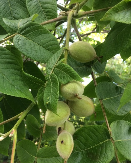 News letter End of Summer Sale! New Plants! Shipping ! link in bio