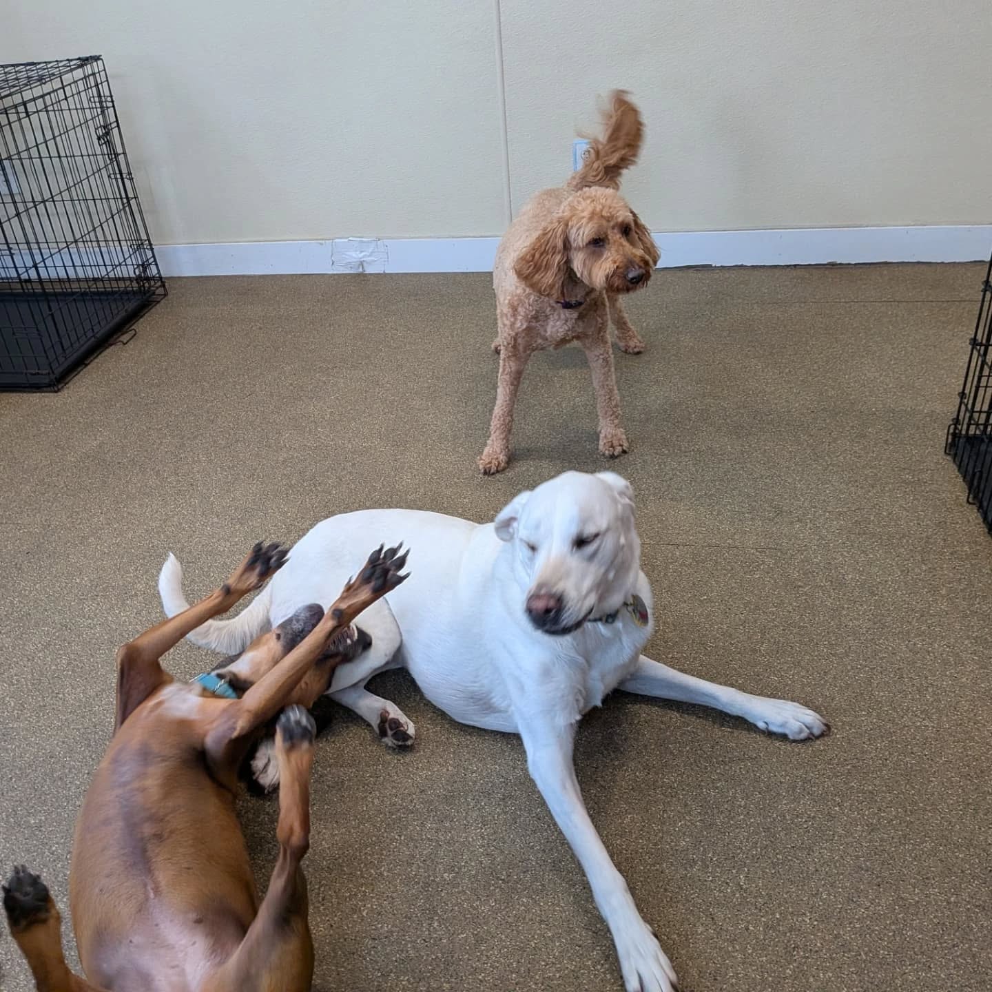 Our dog day care pups are living their best lives 🐾☀️ From playtime to cuddles, every moment is about friendship, learning, and fun. See why so many Philly dogs can’t wait to come back to PANT!
#DogDayCare #PantDogCenter #HappyDogsDaily #DogPlaytimeFun #PuppySocialization #PhillyDogs