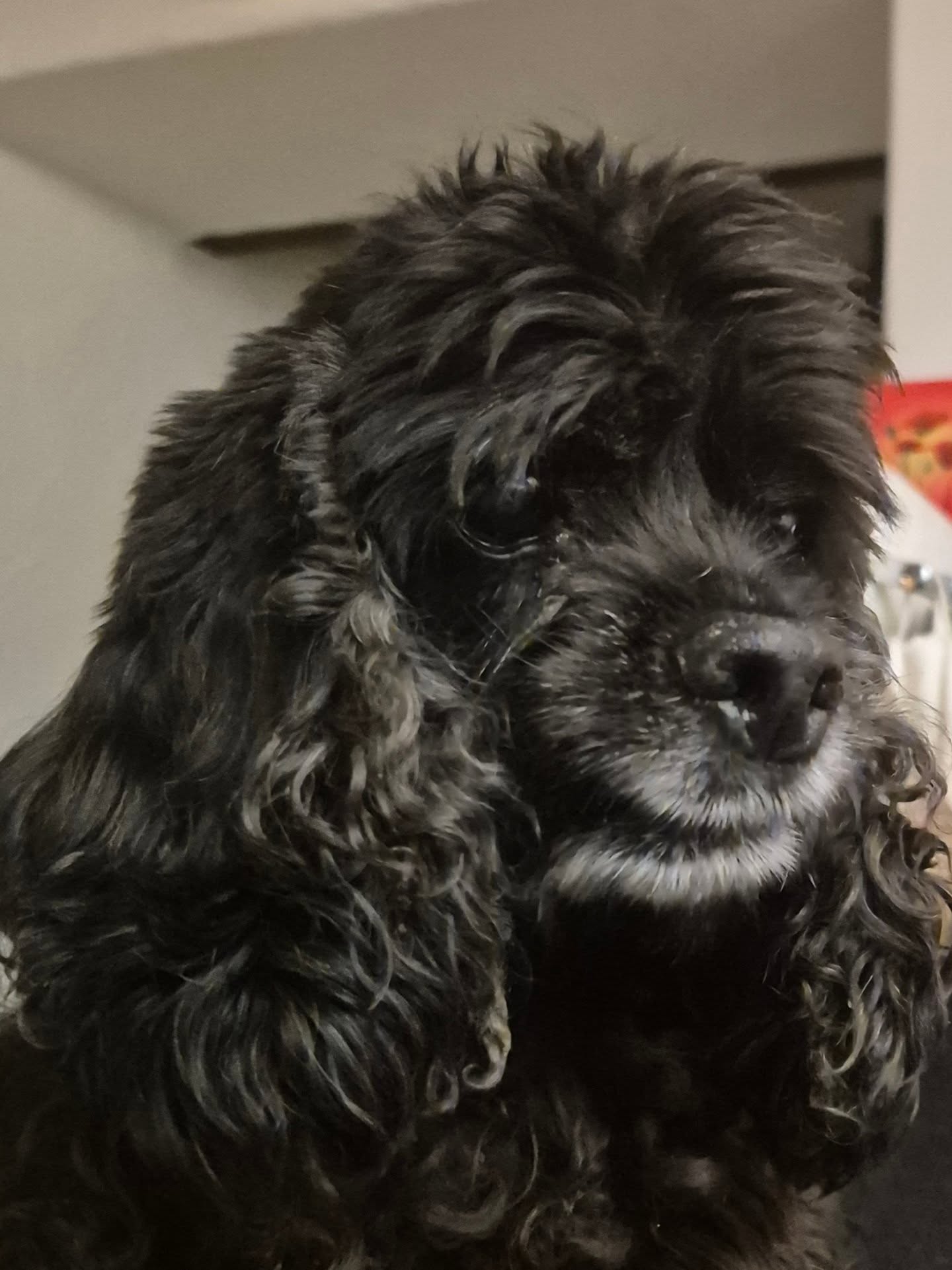 Happy birthday! 🎉 Emely ist mit ihren 15 Jahren nicht mehr die schönste, aber sie ist immer noch fröhlich und einfach ein Schatz! Wir hoffen, dass sie noch lange so gesund und munter bleibt.