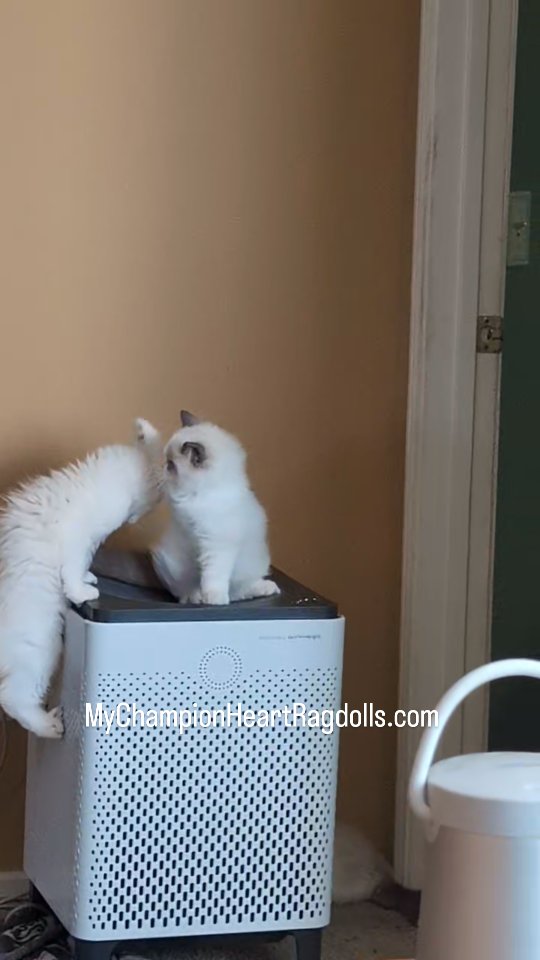 🚫No longer Available 🚫.
Blue and seal bicolor ragdoll kittens.
For kitten inquiring:
⭐️Fill out questionnaire, email complete form to MyChampionHeartRagdolls@gmail.com
#TICAregistered #CFAregistered #blueragdoll #sealragdoll #bicolorragdoll #kittenadoption #布偶猫 #布偶猫舍 #布偶猫幼猫 #萌宠 #猫咪日常 #貓咪生活分享 #宠物家庭 #猫奴