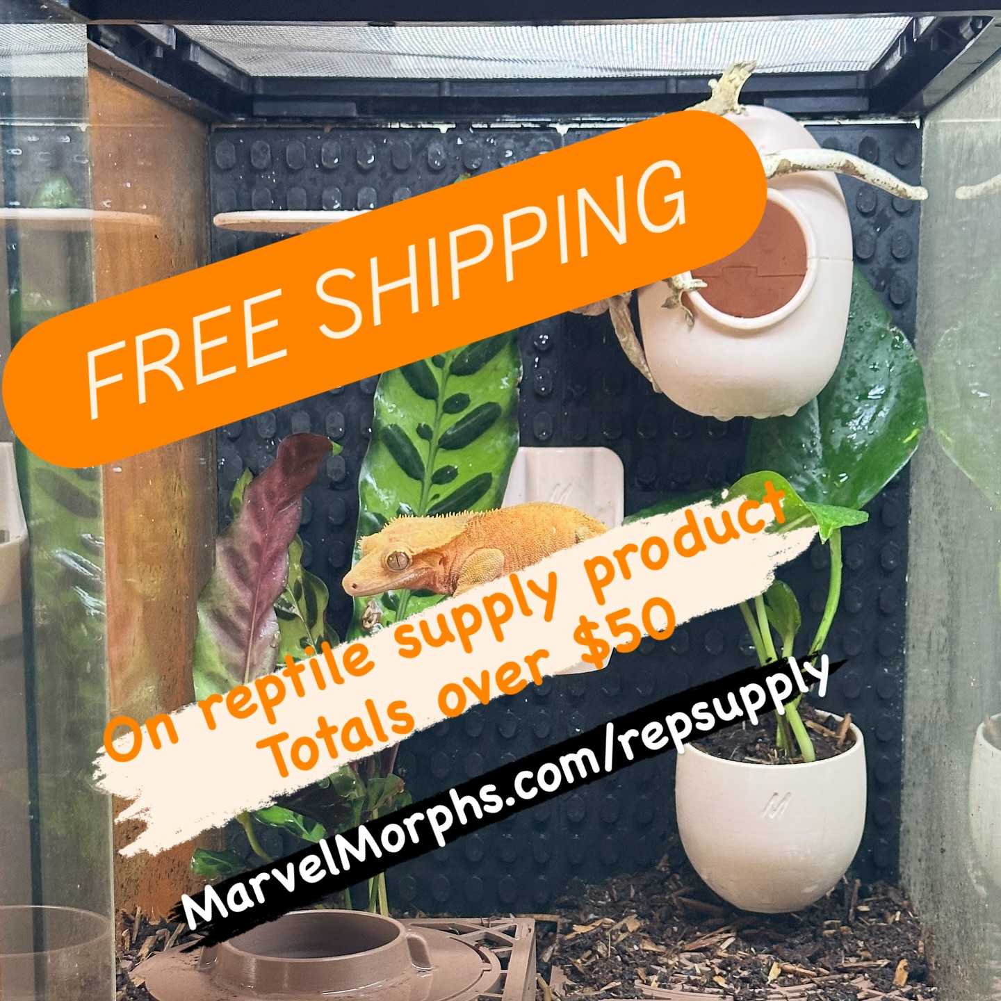 So you’ve seen these our new terrarium products for geckos, our terrarium tiles and fixtures at the local shows. Now you can see them at our website and purchase them with free shipping on purchase totals of $50 and up.
Get your tiles and set up your tank in a way that has never been done before for the love of your gecko!!!!
(Free shipping does not include animal or display racks purchases)
#marvelmorphs #terrariumtiles #terrarium #crestedgecko #3dprint for #reptiles