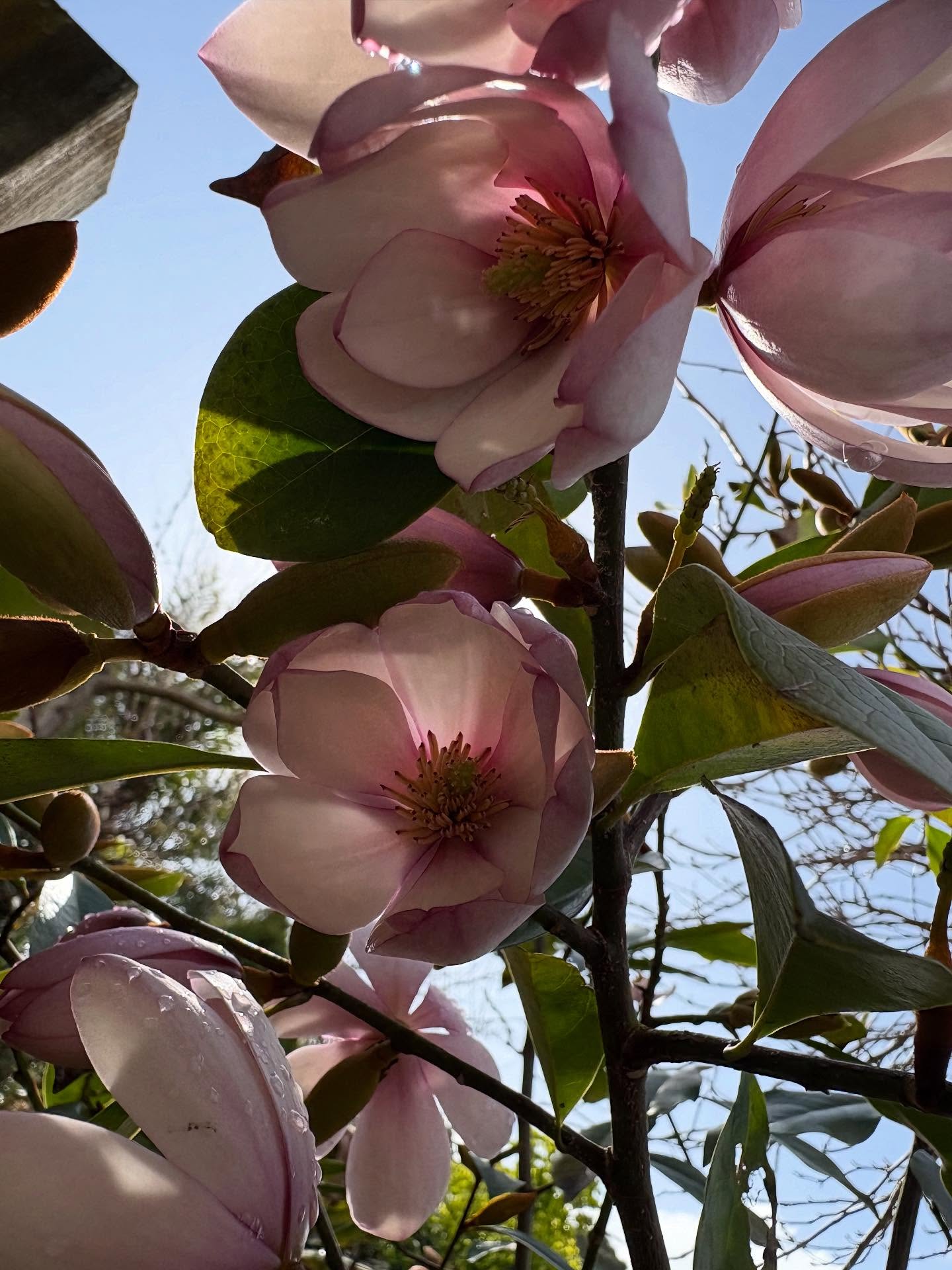 There are many surprises tucked away in the spring garden. The Magnolia Fairy Blush is one of them. It’s a Michelia hybrid bred by reknown New Zealand breeder Mark Jury. The beautiful fragrant flowers are blushed lilac pink with evergreen foliage. Grows to about 4m x 2.5m. Plant in full sun to partial shade. Makes an excellent hedge.