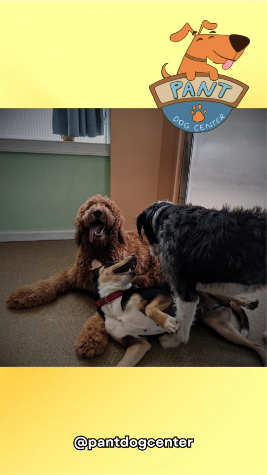 From wagging tails in 2017 to 2025 🐾 our dog daycare family has been a second home to so many amazing pups.
This chapter is closing, but an exciting new one begins — we’re elevating to become Philly Unleashed Training Center! 🎉
Thank you for every cuddle, bark, and happy memory. We can’t wait to welcome you to our new training adventures and keep building strong, happy dog-human bonds. 🐕✨
#dogdaycarefamily
#phillydogs #phillyunleashed #dogtrainingphilly #pupsofinstagramdaily #caninecommunity