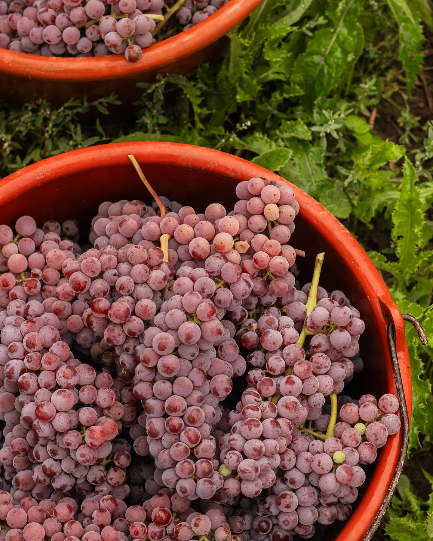 Ein kleiner Einblick in unsere Weinlese 2025. Die vergangenen Tage haben wir so gut wie jede Regenpause genutzt um unsere Trauben zu lesen. Gestern bei dichtem Nebel und schmudeligem Herbstwind war die Sorte Souvigner Gris an der Reihe und heute bei sonnigem Herbstwind haben wir ein Teil unseres Weißburgunders gelesen. Also im wahrsten Sinne des Wortes für alle alles dabei. Und wie jedes Jahr sind wir schon jetzt gespannt auf das Ergebnis in der Flasche. @markgraeflerwinzer #weinlese #herbst #herbsten #souvigniergris #weißburgunder #wein #herbschd #familienbetrieb #trauben #markgräferland #markgräflerwinzer #familielang #hofladenlang #wintersweiler #kandern #karsau #schwörstadt #lörrach #basel #weilamrhein #efringenkirchen