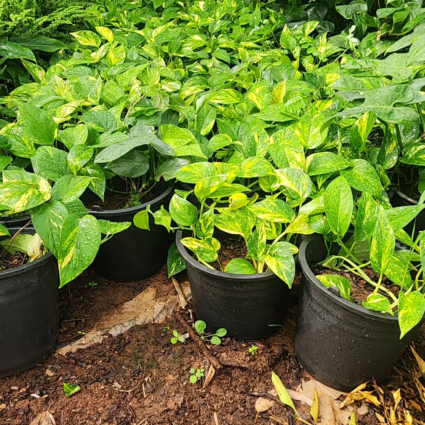 🌿👣 Bienvenue dans le passage secret de GreenAppart !
Découvrez l’envers du décor : un chemin verdoyant et paisible, entouré de nos plus belles fougères et plantes d’intérieur, qui mène tout droit à notre pépinière.
Chaque visite est une immersion dans un univers de fraîcheur, de verdure et de vitalité.
Prêt à explorer ? Ici, les plantes prennent vie avant d’embellir vos maisons !
Restez connectés pour suivre nos prochaines sélections, astuces et coulisses. 🌱✨
#greenappart #pepiniere #plantesinterieur #jardinsecret #plantlover #naturechezsoi #inspirationsverte #maroc #rabat Les plantes peuvent être intégrés aux appartement? 🤔