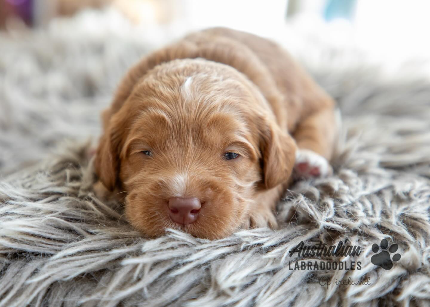 Can you deal with the cuteness?! 😍🥰🥰
#australianlabradoodle #australianlabradoodlesofireland #doodlenation #labradoodlenation #labradoodlelovers #dogsofworld #dogmodeling #labradoodlesofinstagram #doodlesoftheworld #dogsofinstagram #doodlemodels #doodlemom #ilovelabradoodles #dogsofinstagram #dailydogfeatures #alischoicepetfood #dogsareforlife #dogsofinsta #dogoftheday #dublindogs #wala #walalabradoodles #teamwala