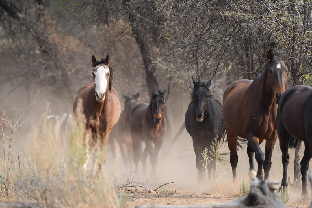 Morning impressions of our horses coming for breakfast 🐴
#horsesnamibia #horsestagram #horsesafaris #horsesafarinamibia #horsephotography #sonyalpha7ⅳ #sonyphotography