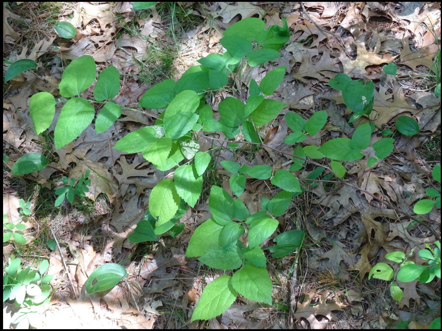 Introducing the Dwarf Hackberry, a rare gem from Ontario! This stunning shrub flourishes in full sun to part shade and produces beautiful white blooms in late spring. Perfect for your garden! 🌿✨
#DwarfHackberry #NativePlants #GardenGoals #EcoFriendlyGardening #Celtistenuifolia #originnativeplants #planttoprotect