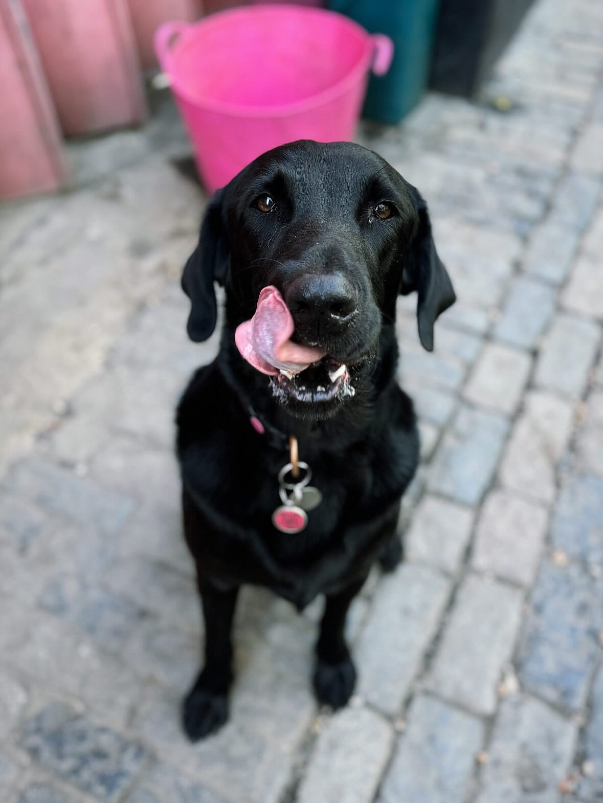 Some beautiful faces for you all 🤍
#daycarelife
#dogsforlife
#love
#doglove
#welovedogs
#londondogdaycare