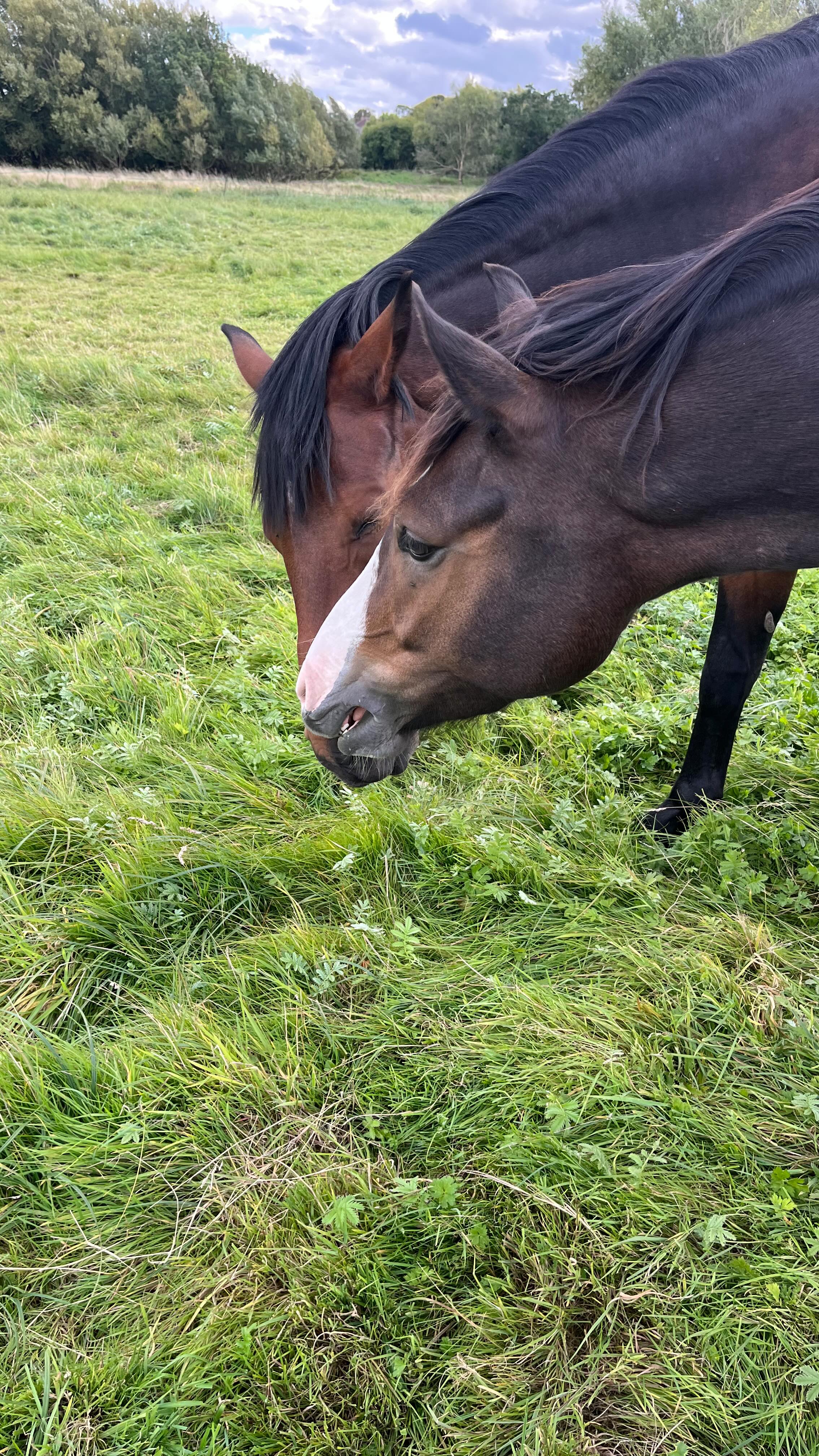 💫A lovely afternoon of animal communication with some horses🐴 and a beautiful doggy 🐶unraveling the woven threads of life intertwined with horse & human & dog & human 🐶🐴💞 thank you 🙏🏻 #animalcommunication #horselove❤️ #doglove❤