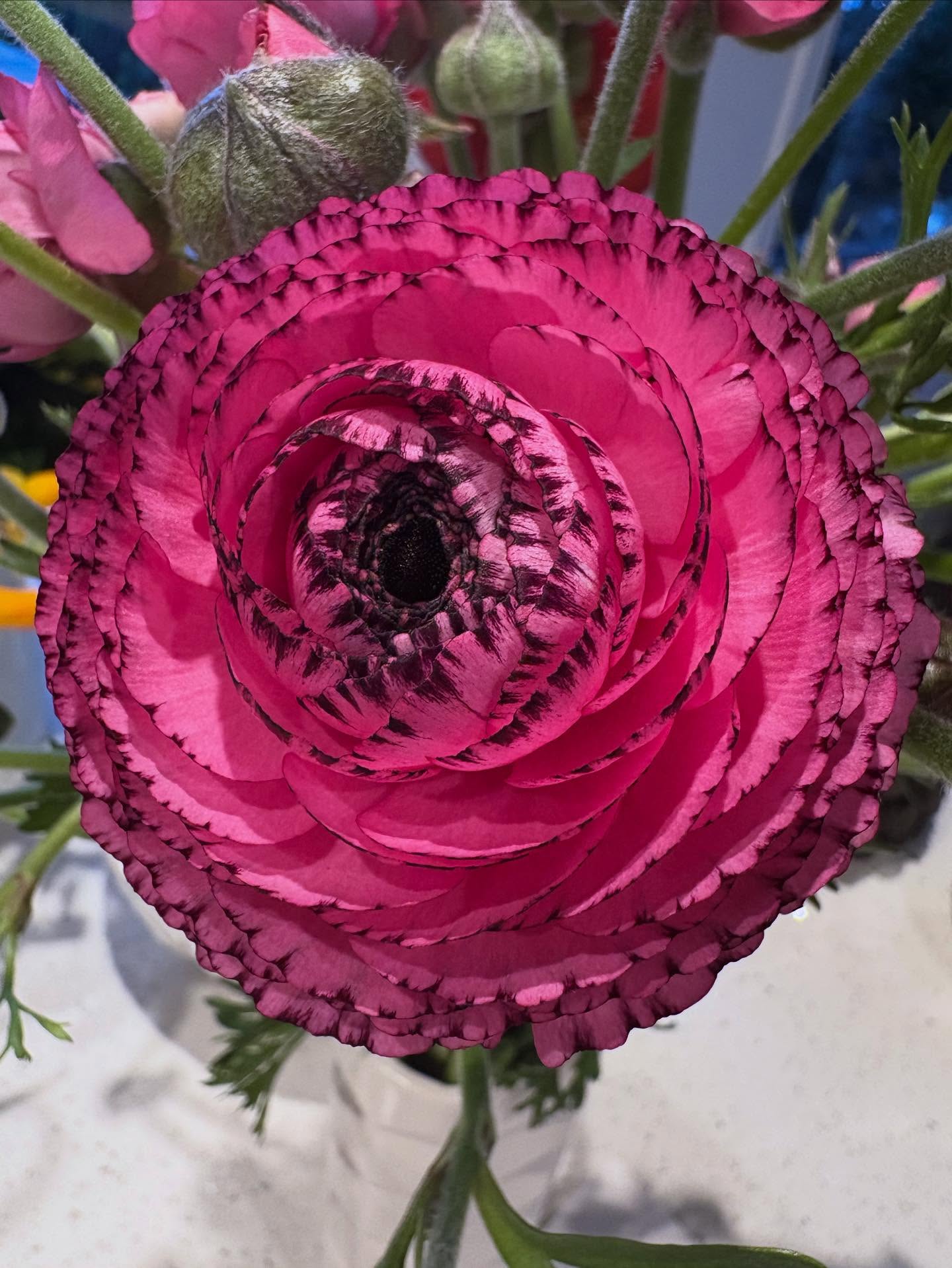 When I spotted this darling #rannunculus yesterday at @bhana_brothers , there was no way she wasn’t coming home with me! Look at that detail!