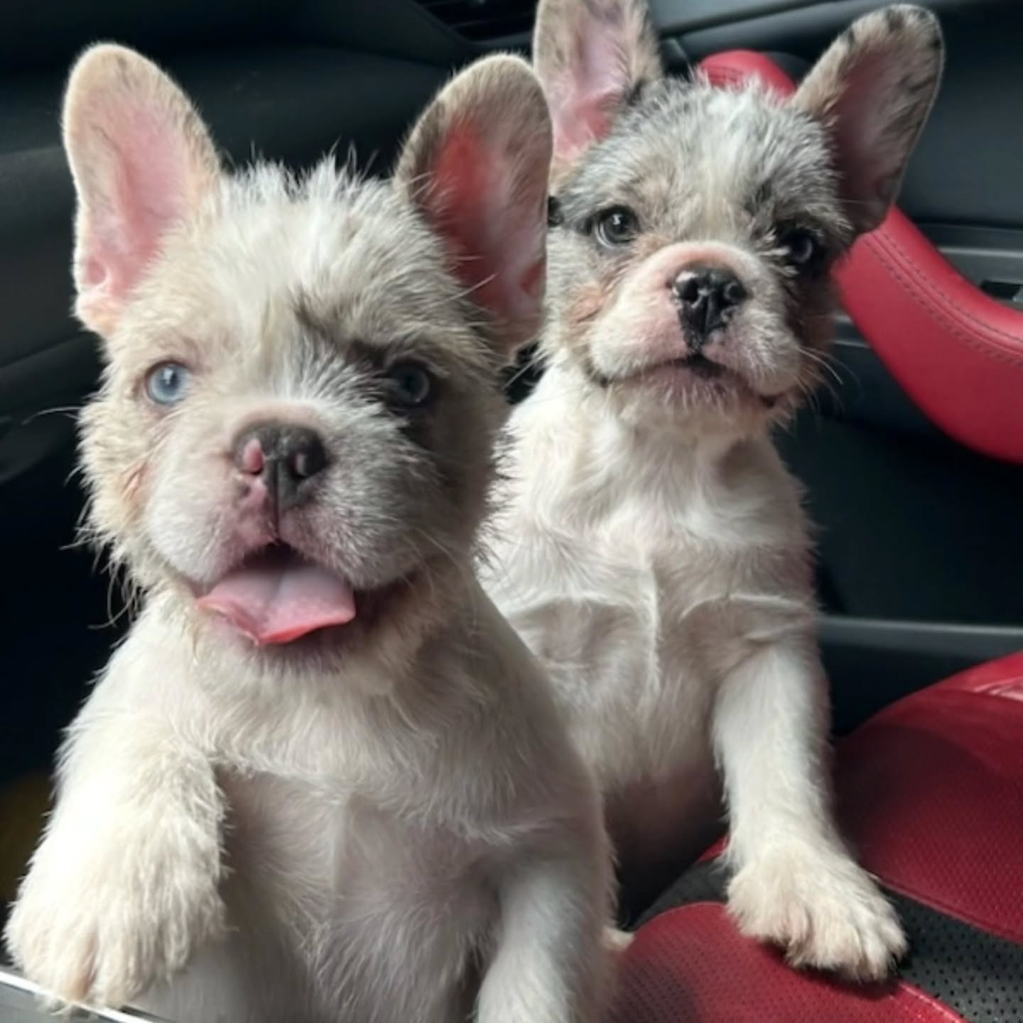 Teddy Ruxpin productions
5 months old looking amazing !
At Itty Bitty Kennel LLC, we are passionate about dogs, a journey that began as a hobby in 1997. From our humble beginnings, we have grown with the vision of becoming the premier dog kennel in North Carolina. Our dedication to quality and care in every dog we breed drives us to provide healthy, happy, and well-socialized puppies that bring joy to families.
We aspire to build strong partnerships and network with the best in the dog industry, learning and growing alongside other passionate breeders and professionals. By doing so, we aim to continually elevate our practices and expand our offerings to meet the needs of dog lovers across the state and beyond.
We deeply appreciate the support of our customers and community, and we are excited to share our journey with you. Join us on TikTok and Instagram @IttyBittyKennelsLLC to stay updated on our latest litters, events, and exciting news. Together, we hope to spread the joy and love that these wonderful dogs bring into our lives.