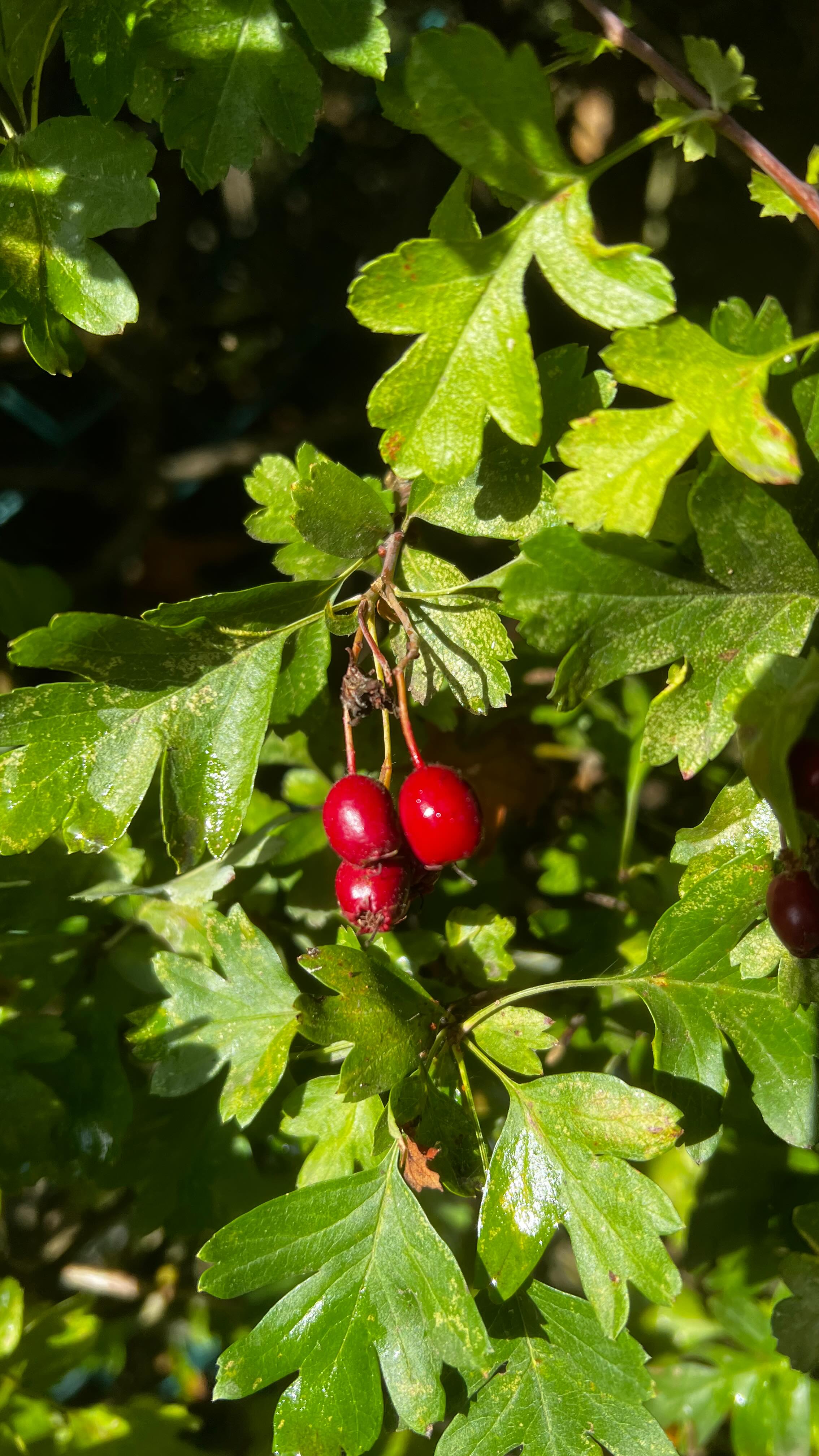 You may have noticed hawthorn while out and about lately. Its branches are so heavy with berries. As well as being incredibly medicinal - used as heart medicine in particular - this tree is known in Celtic law as the magical fairy tree. It’s a guardian of thresholds and a portal to the other world ❤️