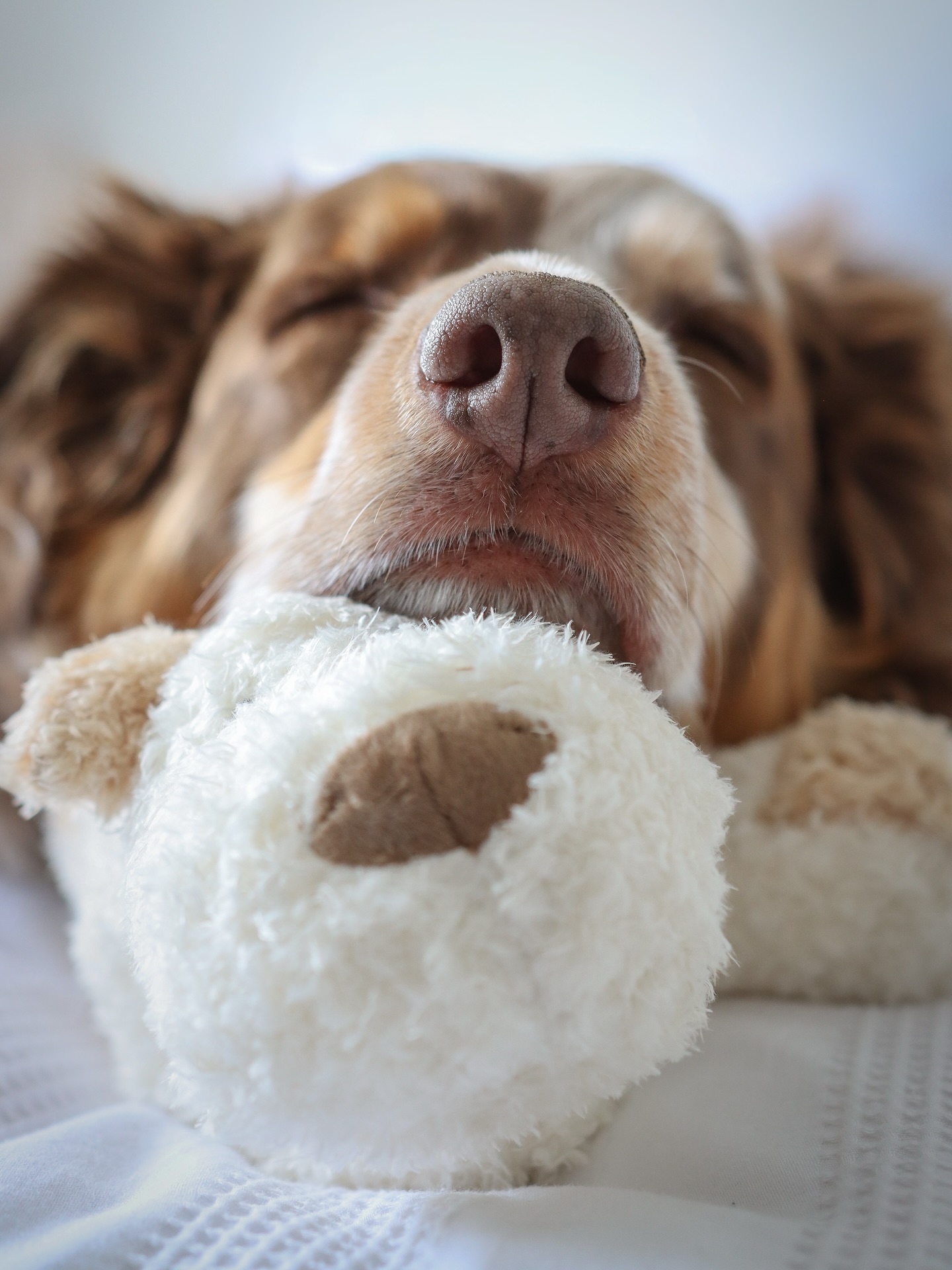 Golden September snoozes ✨🍂
As the days turn crisper and the evenings draw in, there’s nothing better than curling up with Bingley from @borderlovesuk for the cosiest of dreams. 💛
Soft paws, sleepy snuffles, and autumn skies… the perfect recipe for a September snooze.
If you’d like your very own Bingley you can use Code C&C15 to save some💰🤎