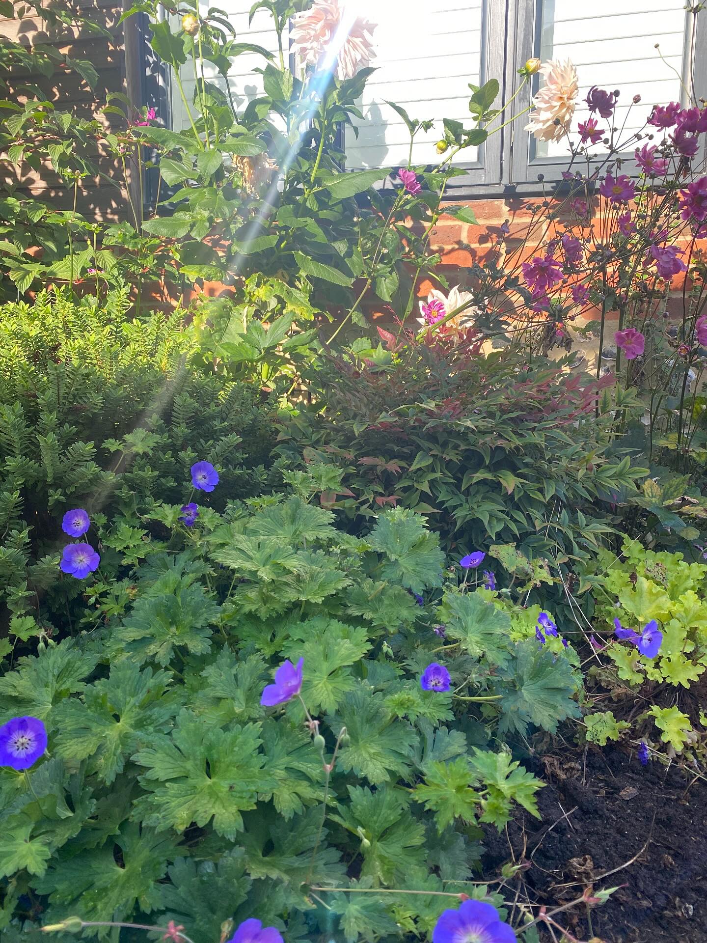Slight autumnal feel this morning in #hampshire, garden still holding its colour though! #merlinlawncare #gardencare #horticulture #lawncare