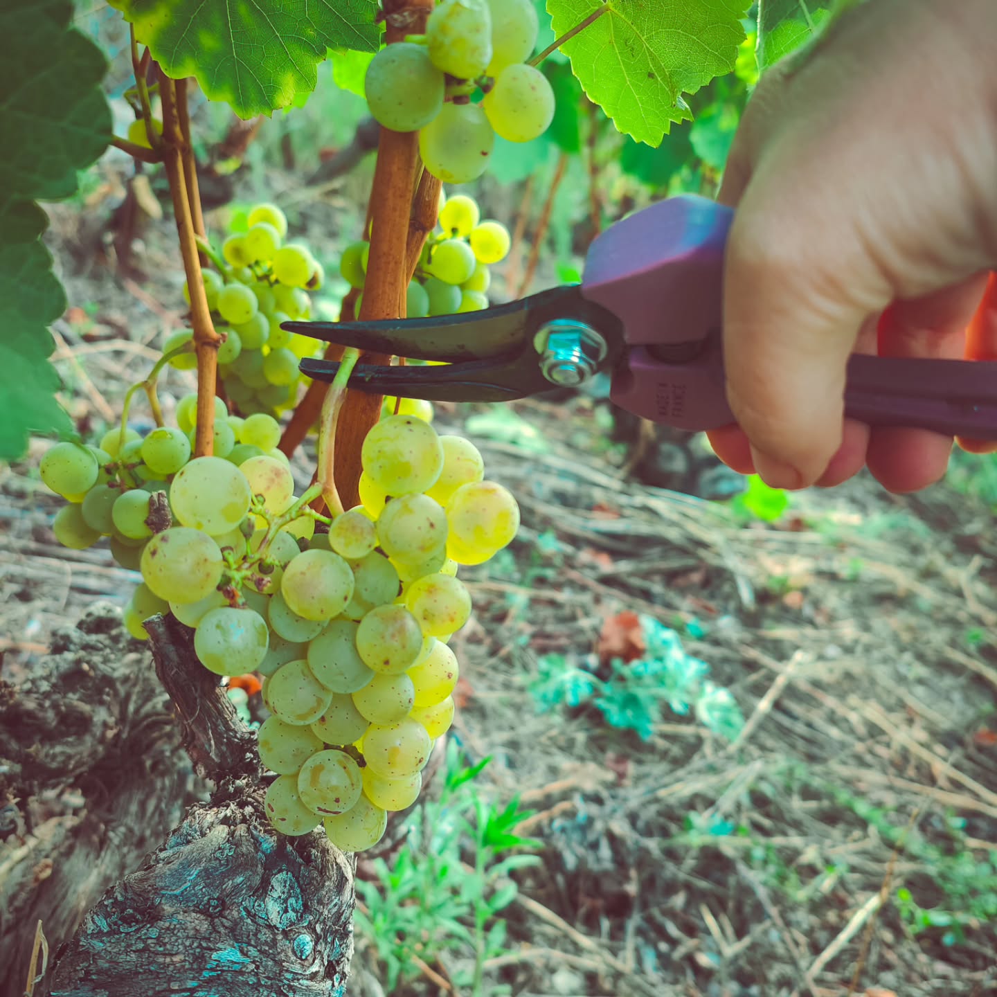 Mitten im Wimden 2025 🍇💪
Wir sind schon voll drin in der Ernte – aber es liegt noch einiges vor uns!
Falls jemand in den nächsten Tagen Zeit und Lust hat, uns zu unterstützen: Wir freuen uns wie immer riesig über jede helfende Hand. 🙌
Meldet euch gerne – gemeinsam macht es am meisten Spass!
#brandeija #wimden #reben #teamwork #weinliebe