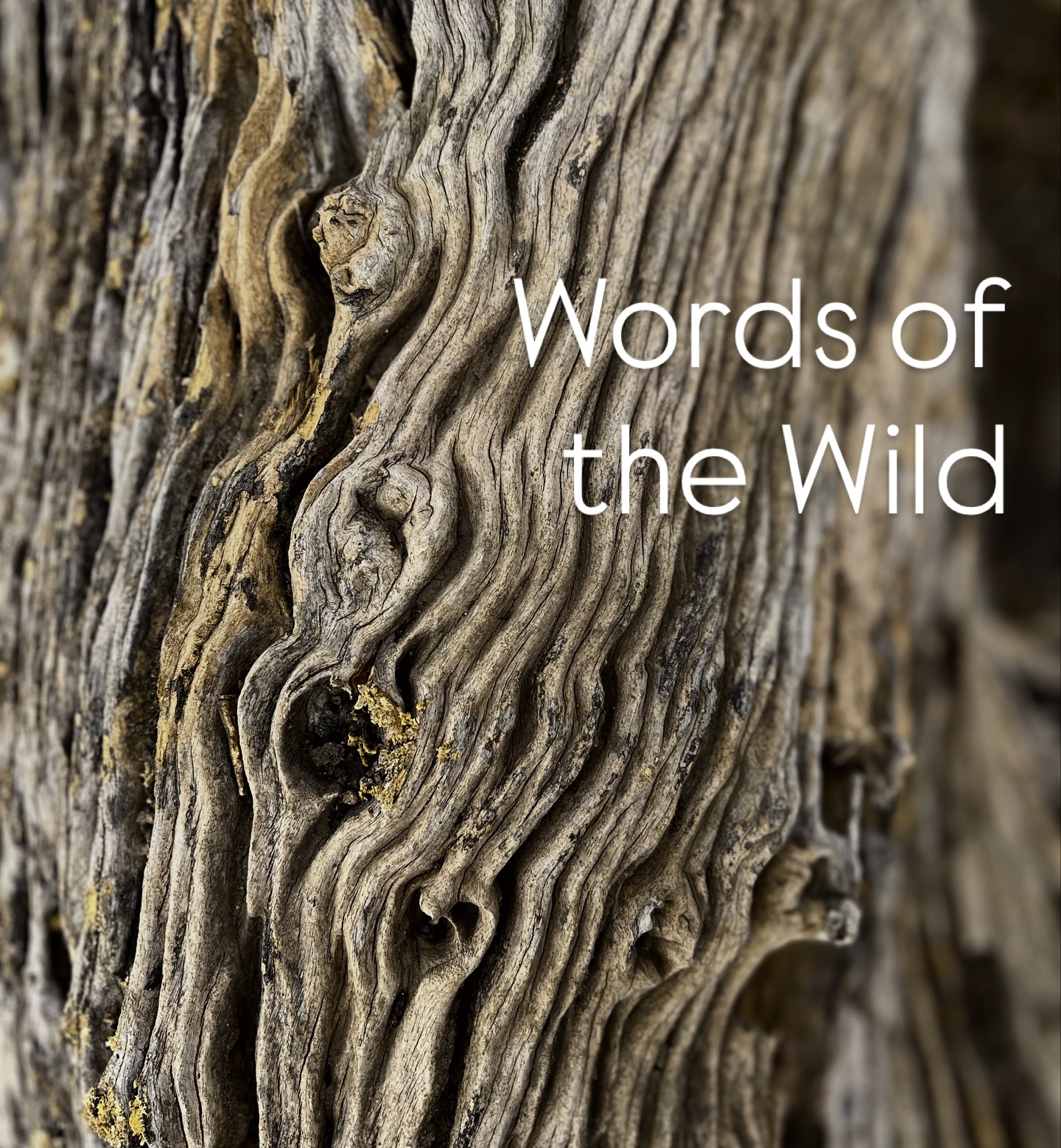 
Constellations imprinted in wood
Whispers and witnesses of the wild
With a story to tell
A memory to share
An answer to give
If you see with your heart and listen with your feet they find you everywhere
The curve of a rock
The falling of a feather
The flow of the river
The shadow of a scale
🌿🌿🌿