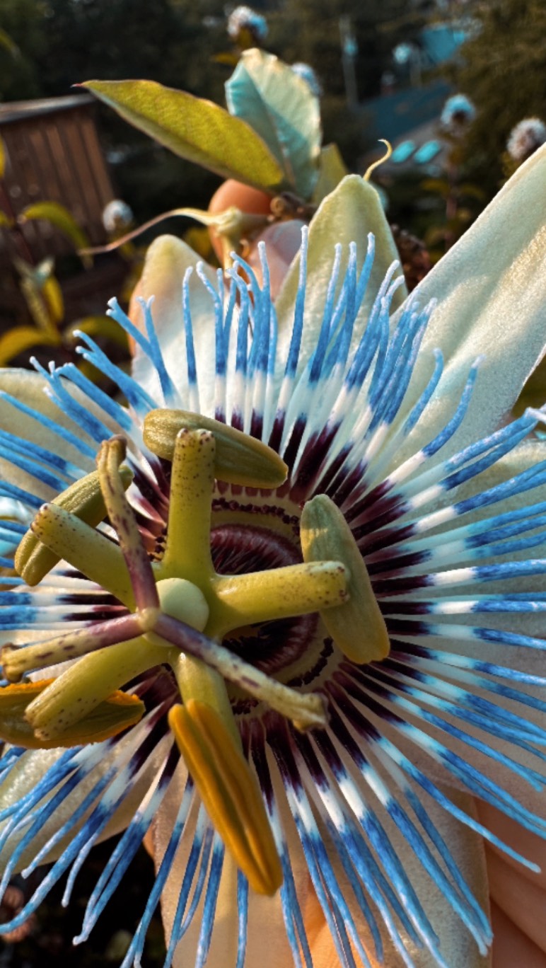 At this point, do we really have any choice?
Just Be YOU.
We need you in full force.
Heart open. Raw. Real. Feeling.
Revealing the splendour that is your divine soul here to shine your wild beauty into the chaos of the world.
Be the contrast. And take such sweet care of your precious self 🩵
#soulful #selfcare #magic #beyou #soulcode #passion #presence #chaos #kittykitty #createbeauty #youarethemedicine