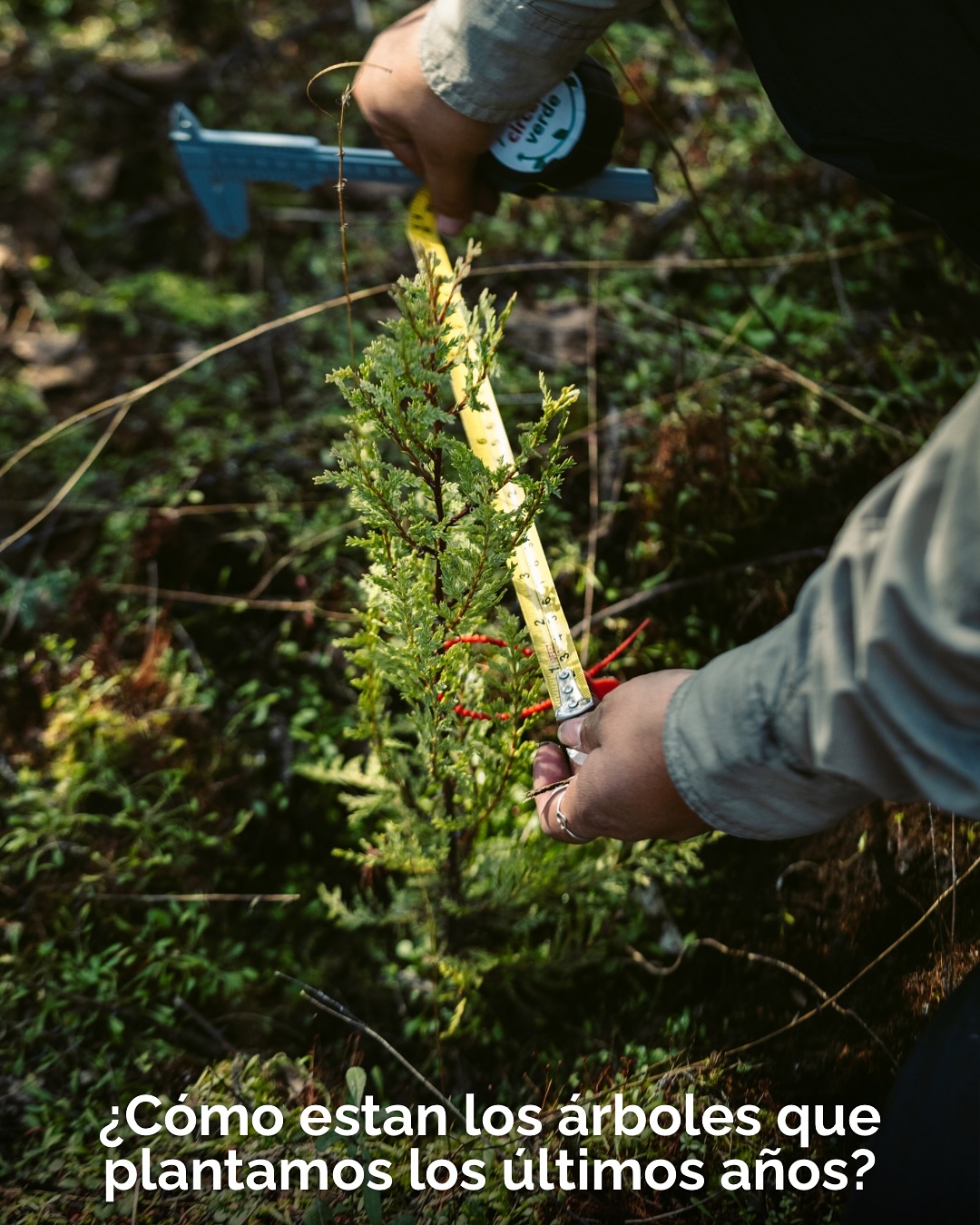 La restauración tiene muchas etapas más allá de la plantación: hoy les queremos contar sobre la etapa del monitoreo.
El último finde de agosto fuimos a visitar los coihues y cipreses (entre otras especies) que plantamos en 2023 y 2024 en El Bolsón junto al @intabariloche
Monitorear es un gran esfuerzo, pero nos permite aprender y poder hacerlo cada vez mejor.
🧡 Gracias a todos los voluntarios que pusieron su tiempo y energía para ayudar al bosque, y gracias 📷 @branko_zuniga por sumarte a registrar la jornada.
Si quieren saber más sobre nuestro programa de restauración pueden visitarnos en www.circuitoverde.org/plantando-patagonia