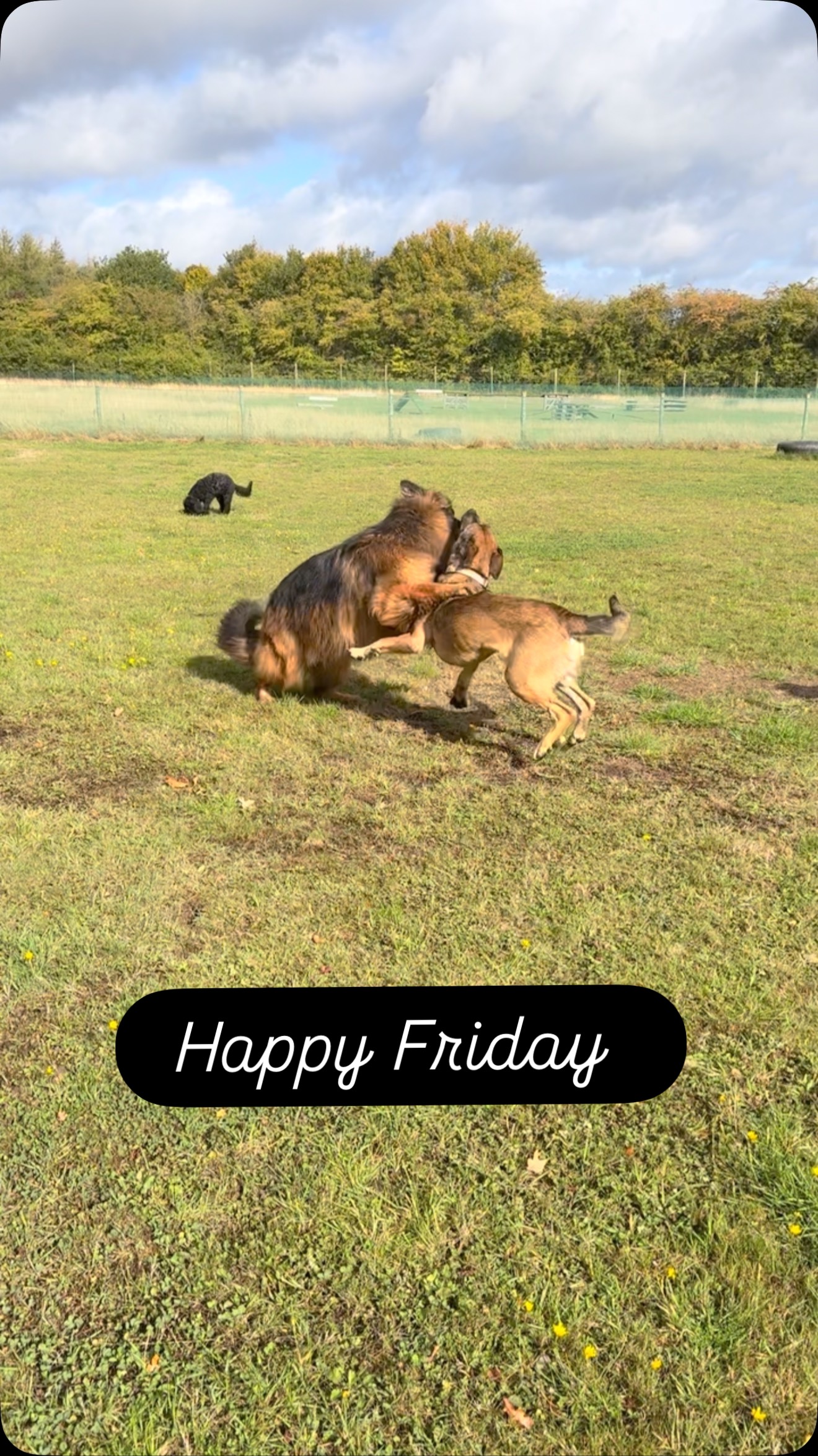Happy Friday everyone! Hope your day was as good as the doggies! #dogdaycare #castledonington #pawsomedays #itsadogslife #cutedogs #playtime