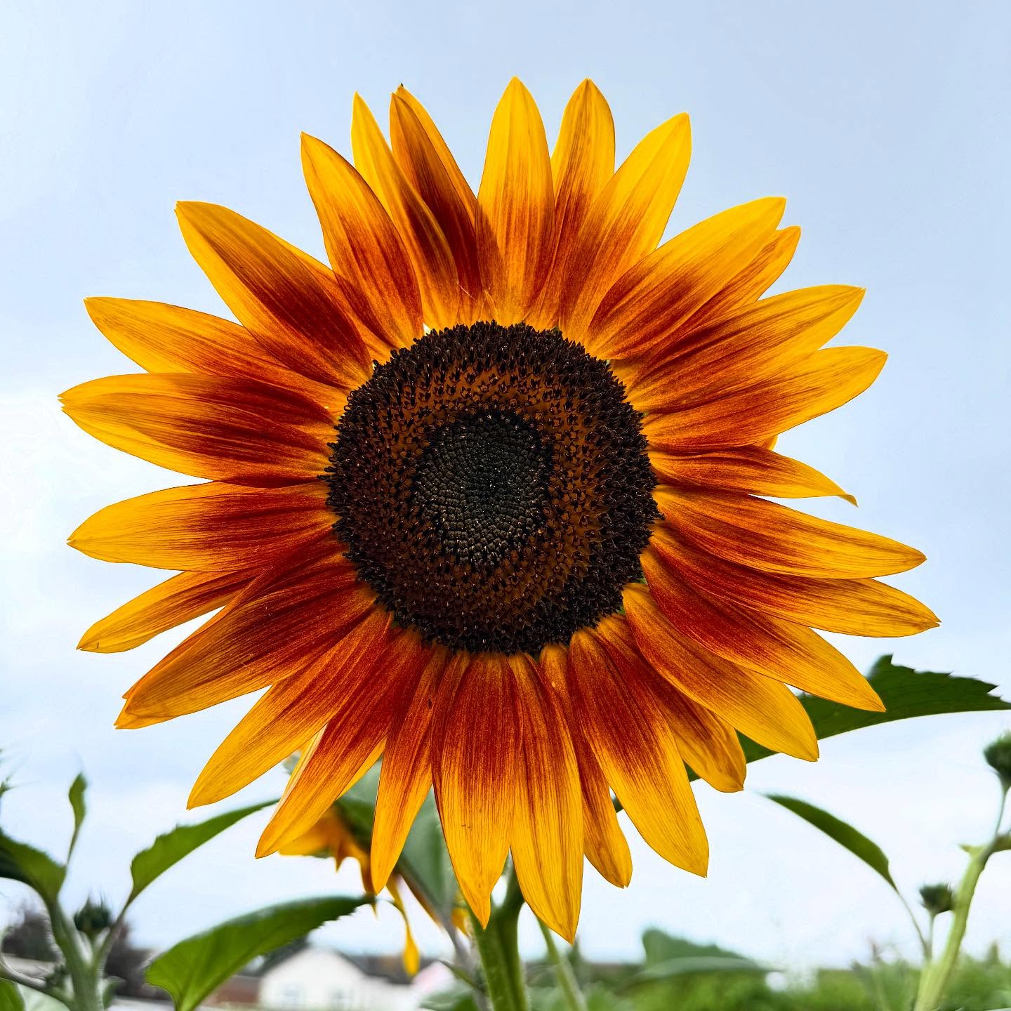 It’s at this time of year we start to look into new varieties for next year. Already selling a huge range, not just exotics, a new cultivar of sunflower that will be joining the list. Helianthus evening sun as well as the very rare silver sunflower 🌻 #plantsmakepeoplehappy #botanico #sunflower