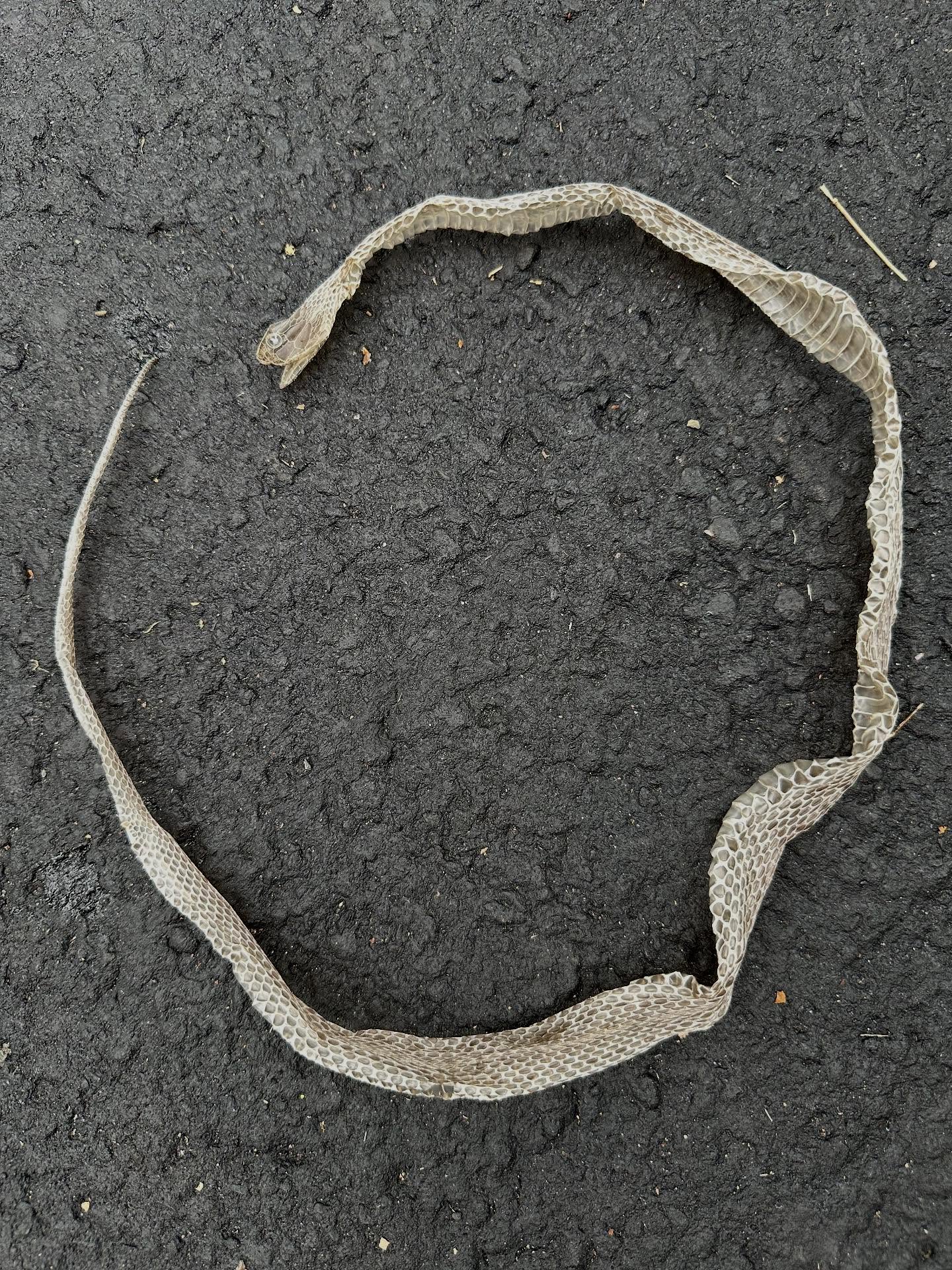 Found this garter snake shed while playing out in the yard…it’s an amazing thing to see, snakes are so cool!