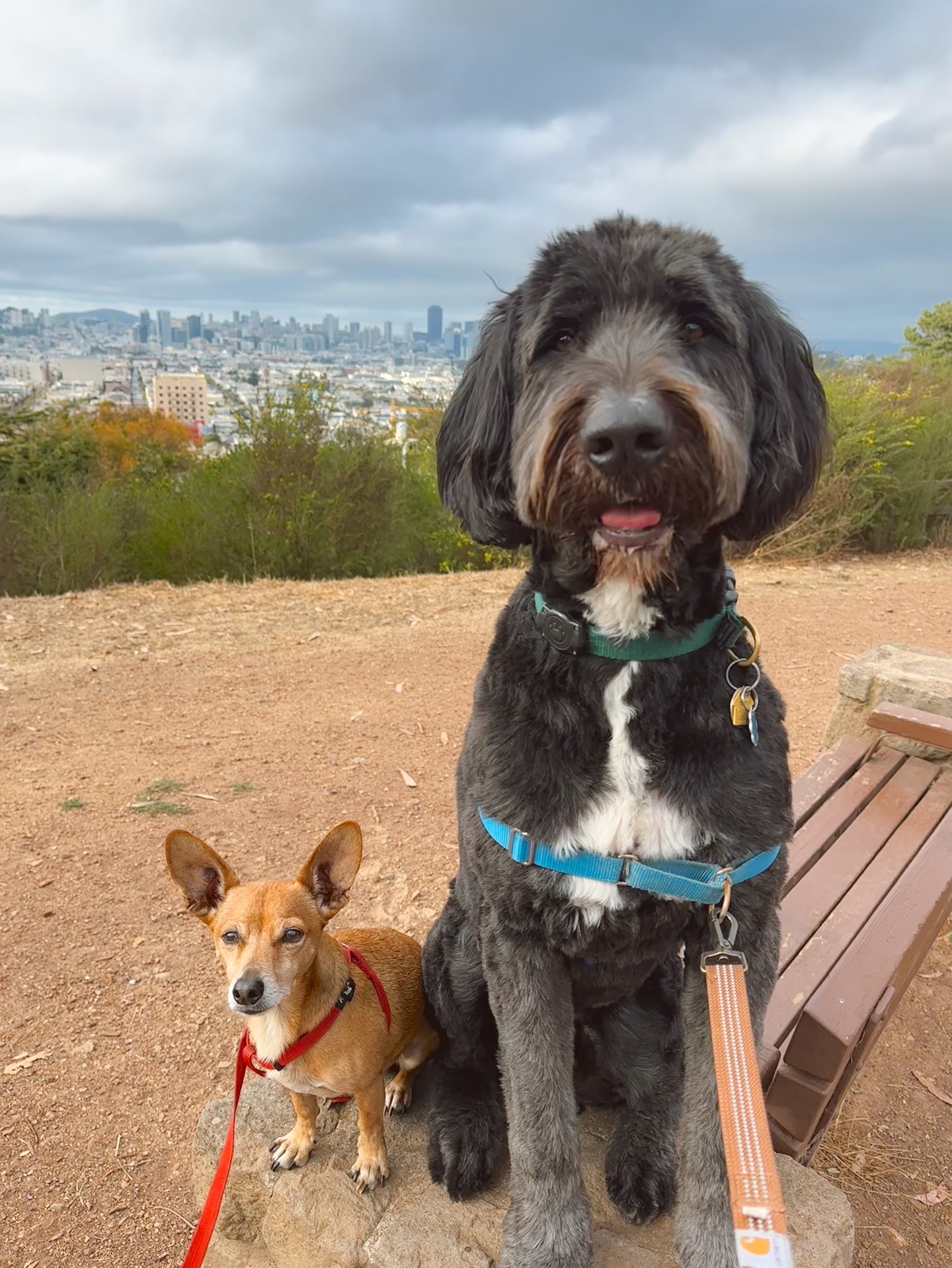 besties back in action 🫎🐻 #sfdogslife #dogsofsfbayarea #sfdogsitter