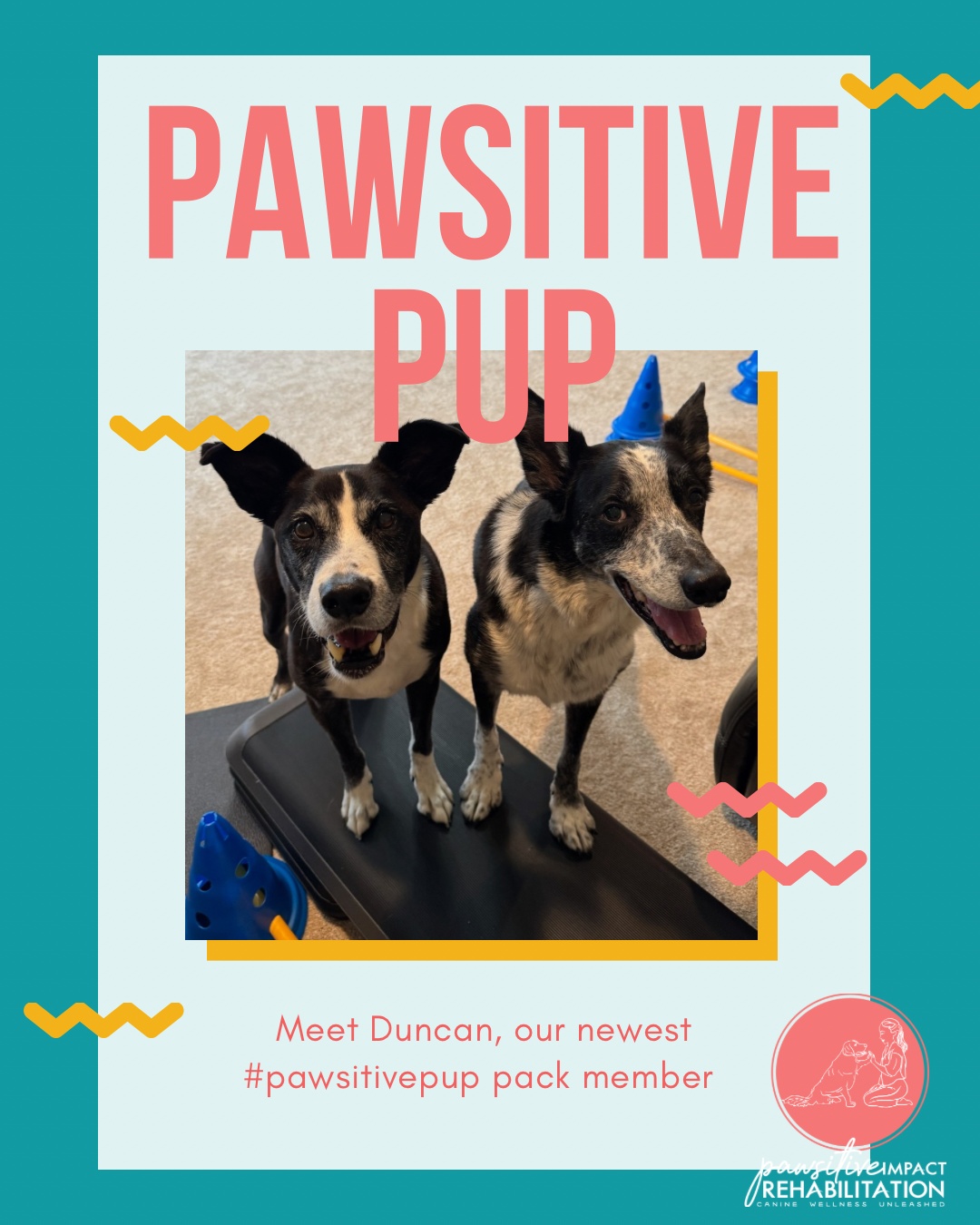 🐾 Welcome, Duncan! 🐾
This sweet boy just joined us at Pawsitive Impact Rehabilitation. He’s here for treatment of lumbosacral pain — that’s the lower back area where the spine meets the pelvis. His brother Connor (on the right 🐶❤️) is here cheering him on!
We’re excited to help Duncan feel his best! 💪✨