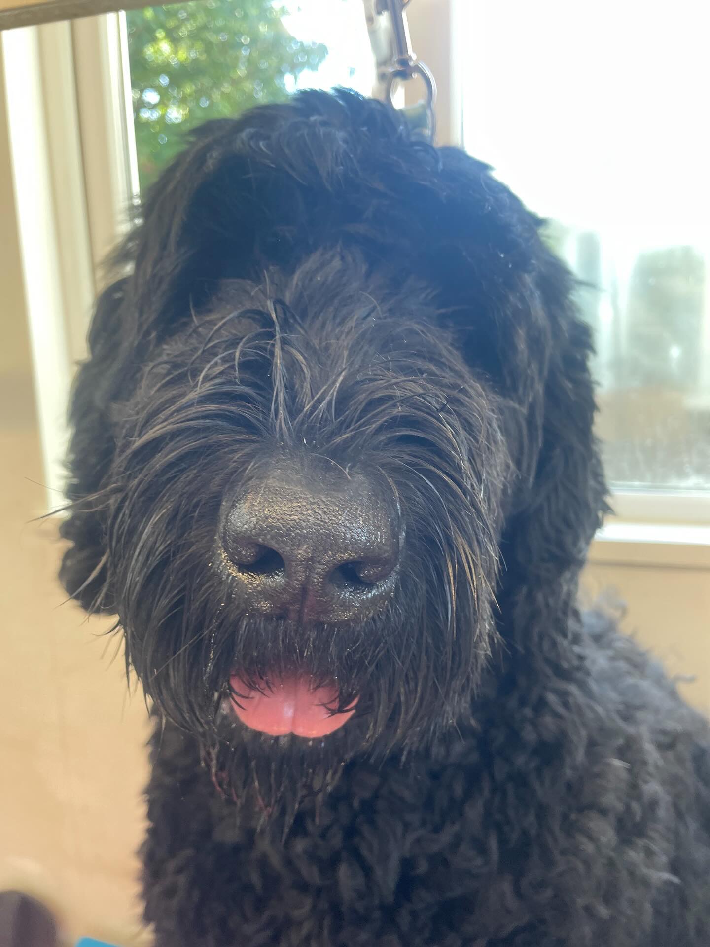 Big Bazil the Black Russian Terrier. Whose hair is all that??