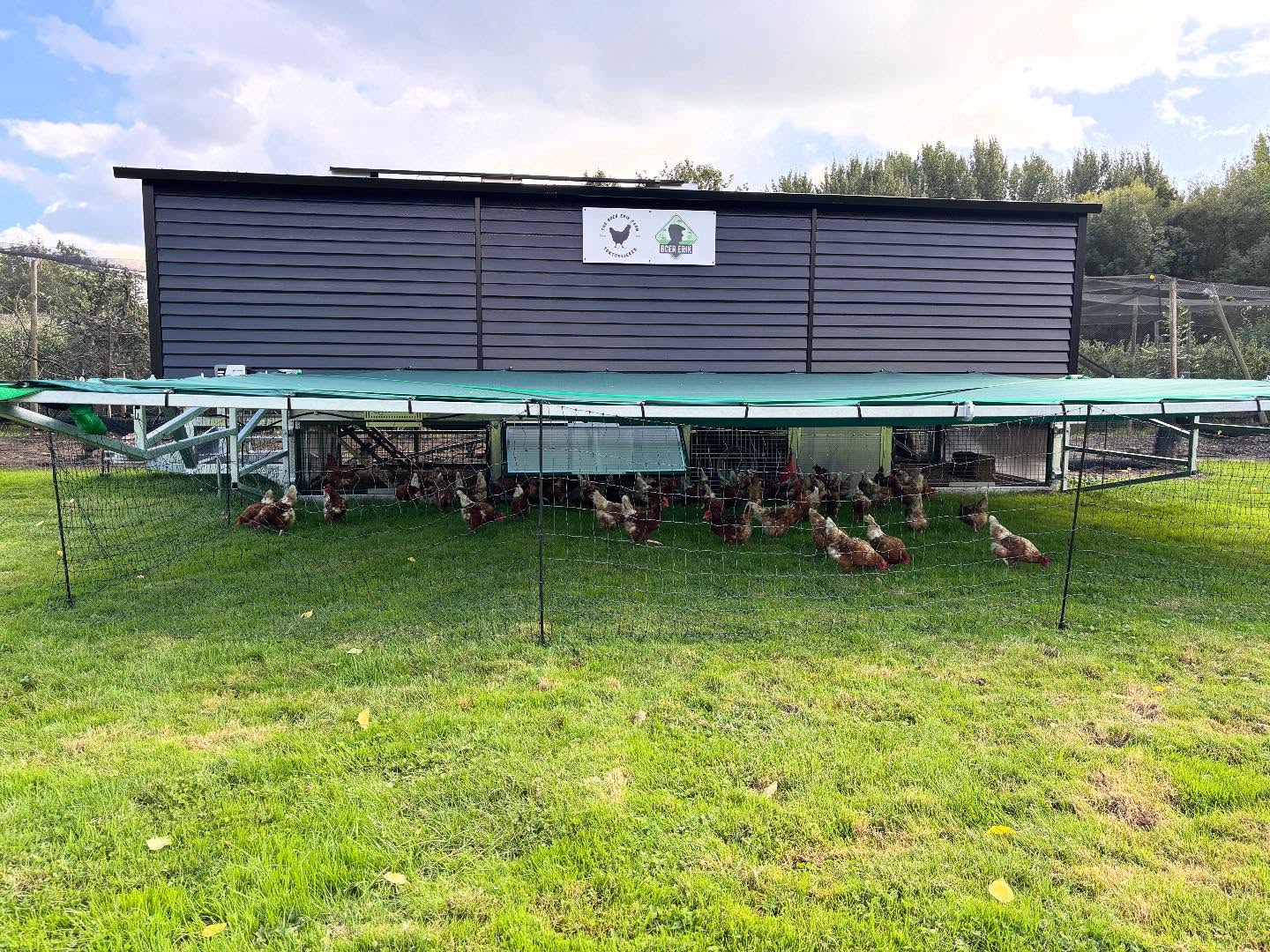 De kippen genieten heerlijk!! Komen jullie bij de kippen kijken dit weekend tijdens de appelplukdagen van @landwinkelboererik ?? 🥚🥚🍎🍏 #toktokeieren #landwinkelboererik #appelplukdag #loenenaandevecht #nigtevecht #breukelen #weesp #vreeland