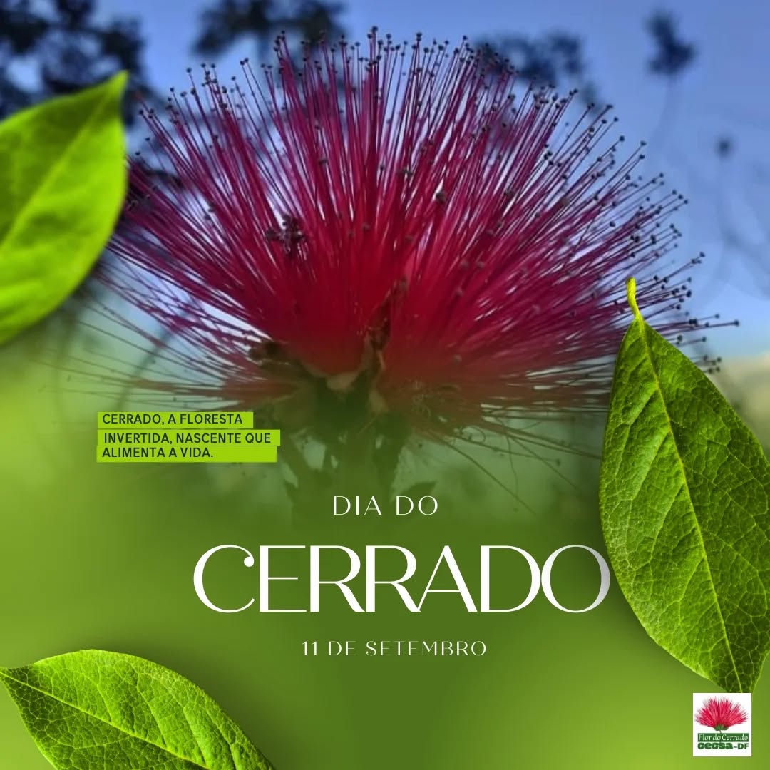 Dia Nacional do CERRADO! 🌿 O coração do Brasil! 🇧🇷
Este bioma essencial para a manutenção da vida foi moldado por milênios de eventos climáticos e geológicos. Com sua paisagem não homogênea e única, o Cerrado tem o maior potencial de diversidade de animais, plantas e gente. É um bioma rico e endêmico, cujo solo sagrado abriga aquíferos vitais para nossas bacias hidrográficas.
Com um clima bem definido, não há um "Cerratense" que não ame seu bioma, suas frutas típicas, sua medicina tradicional e suas cachoeiras. Essa gente, que muitas vezes depende da economia gerada pelo próprio Cerrado, sofre hoje com a devastação e a ameaça de extinção.
Conservar o Cerrado não é só uma missão essencial, mas uma responsabilidade compartilhada por todos nós. ❤️ Educar sobre o Cerrado é um convite para conhecer, respeitar e proteger um tesouro único e sagrado que só existe no coração do Brasil!
#Cerrado #DiaNacionalDoCerrado #PreserveOCerrado #BiomaBrasileiro #Natureza #Sustentabilidade #MeioAmbiente #CerradoVivo #Biodiversidade #BrasilCentral#CECSADF #DISTRITOFEDERAL